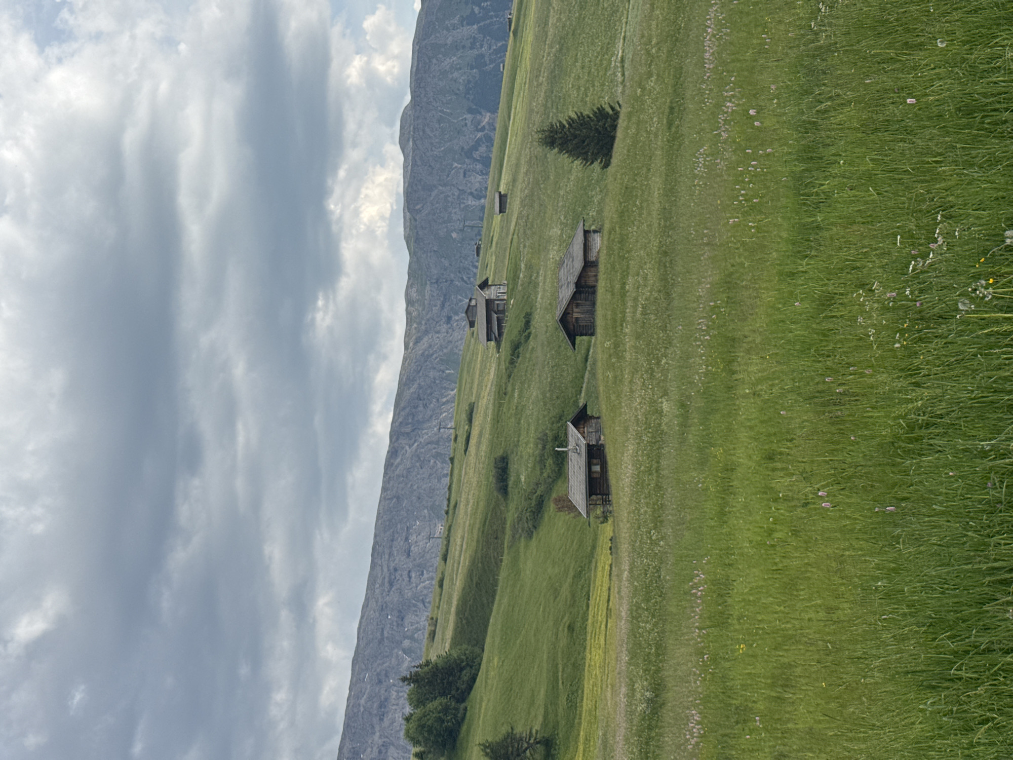 Chestnut horses and wildflower meadows in the Dolomites