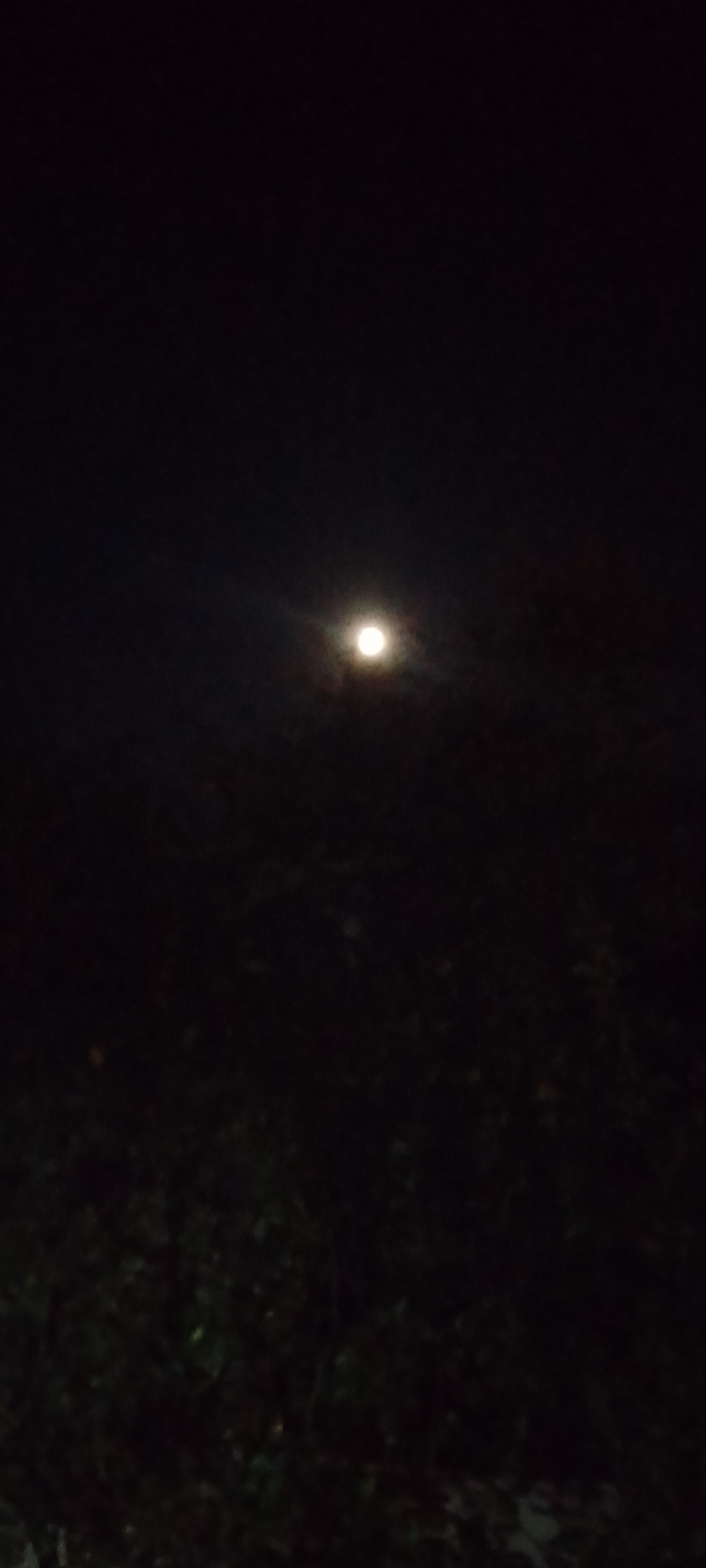Full moon night in Belgorod: garden blooms and dogs at rest