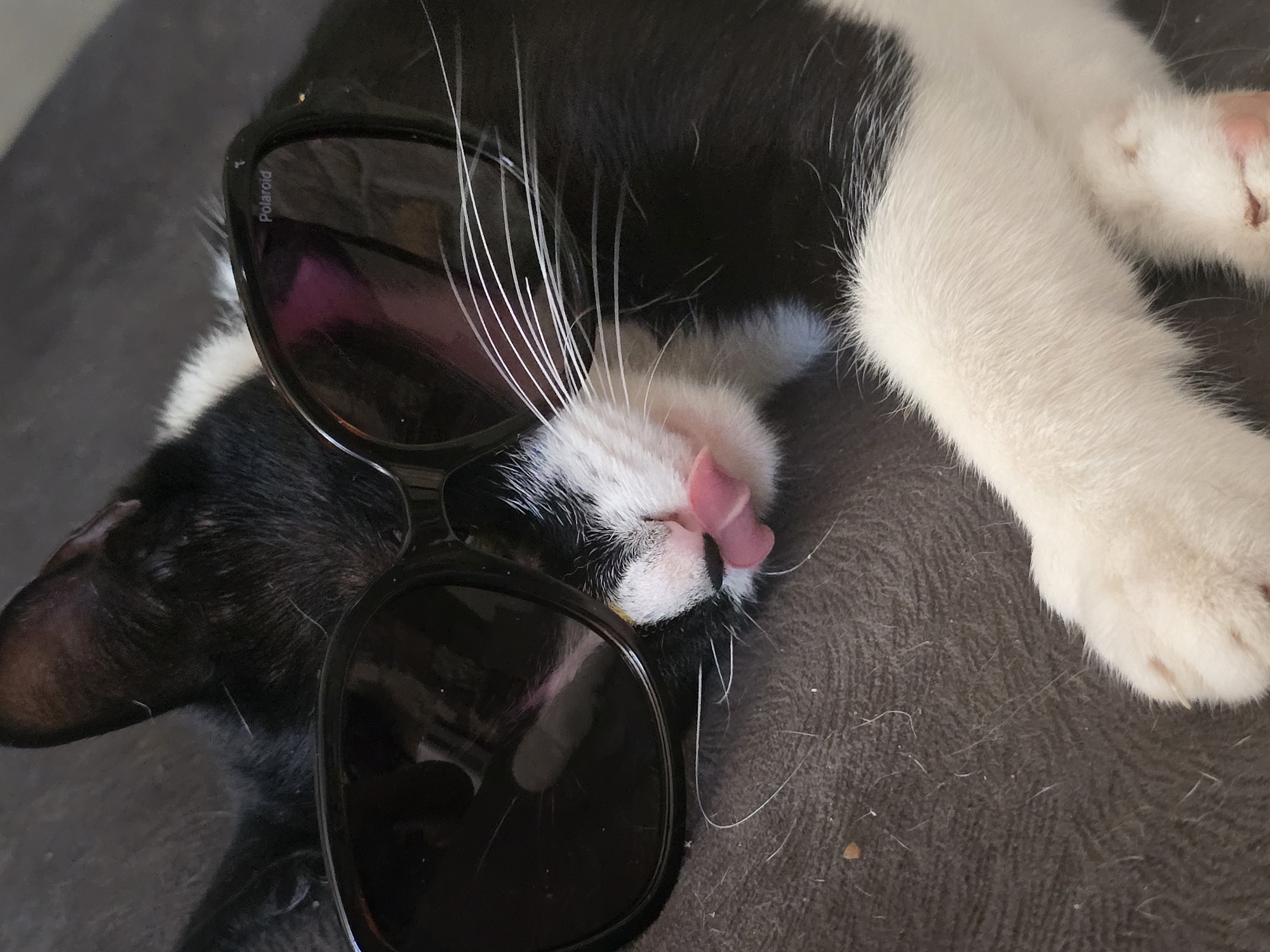 Black and white cat eats corn, naps, and wears sunglasses