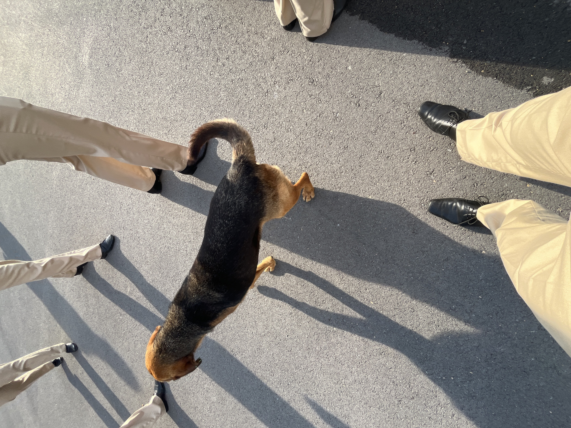 Dog surrounded by people on Varna street early morning