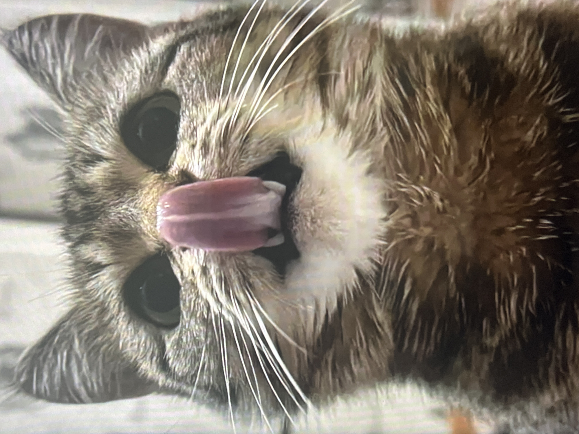 Cats, trucks, a zoo bear, and random snapshots from Ob