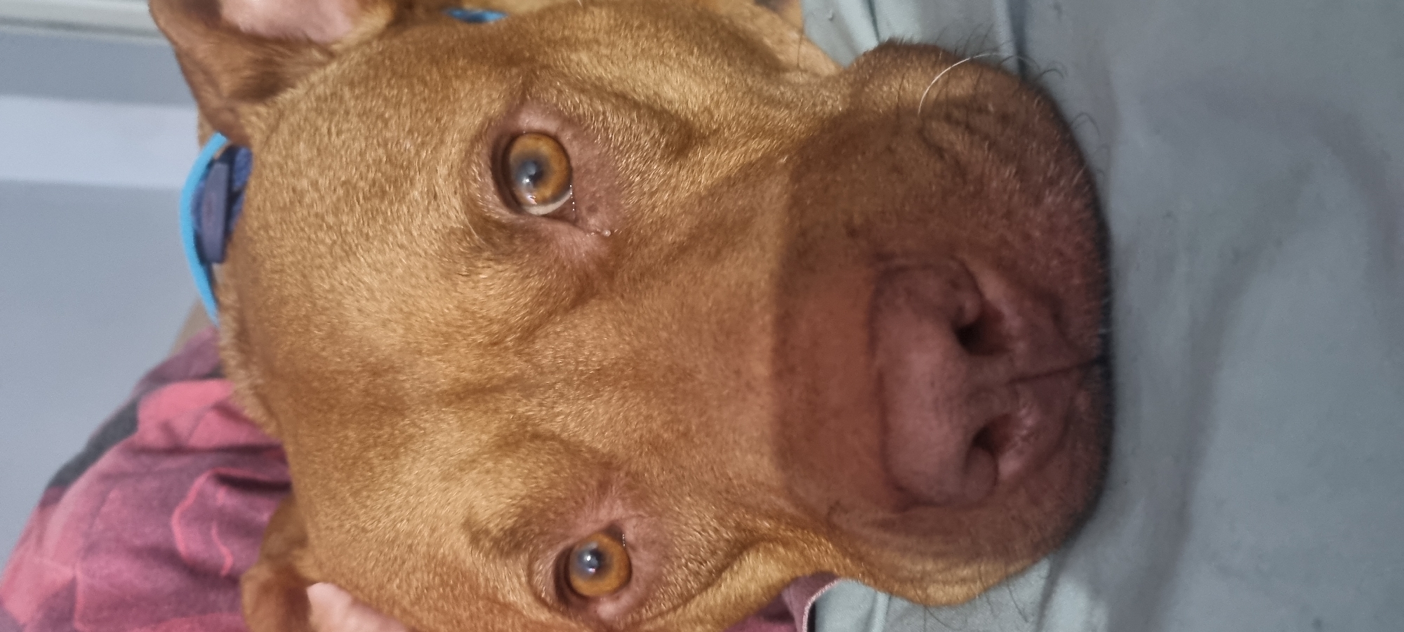 Pit bull's lazy afternoon: glasses, toys, and big brown eyes