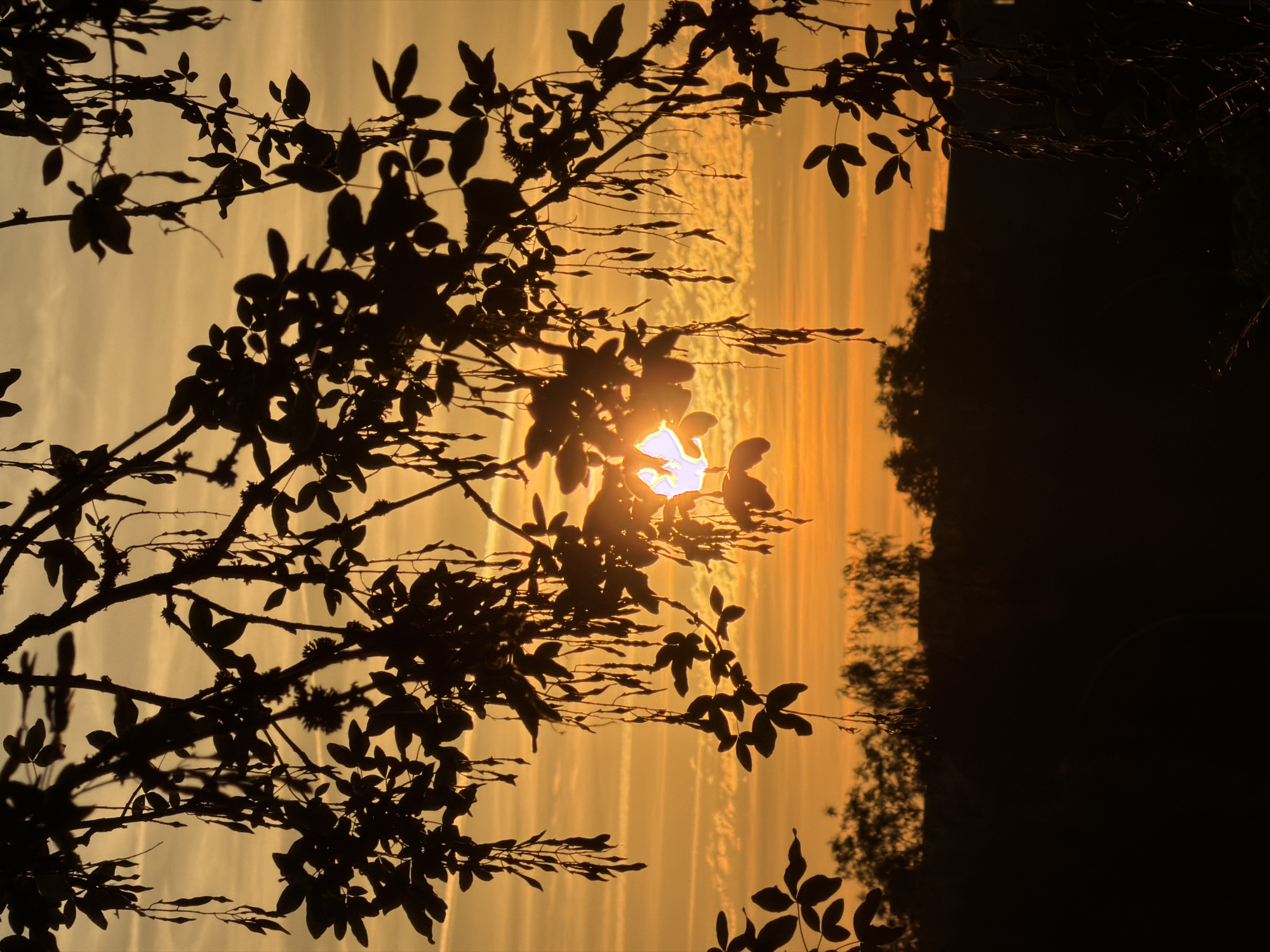 Sunset through silhouetted branches in Leudelange, Luxembourg