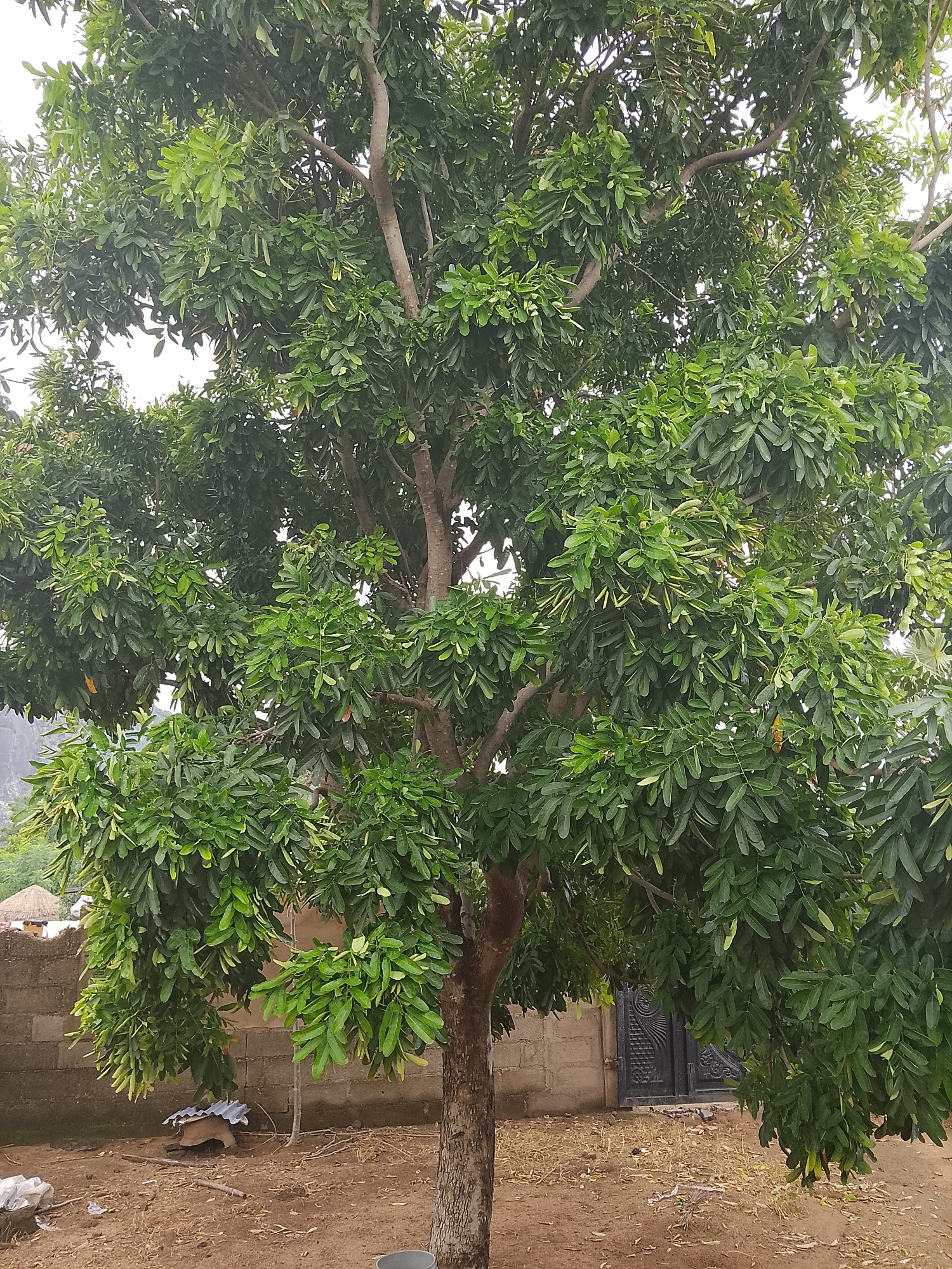 Chickens foraging in a shaded backyard in rural Nigeria