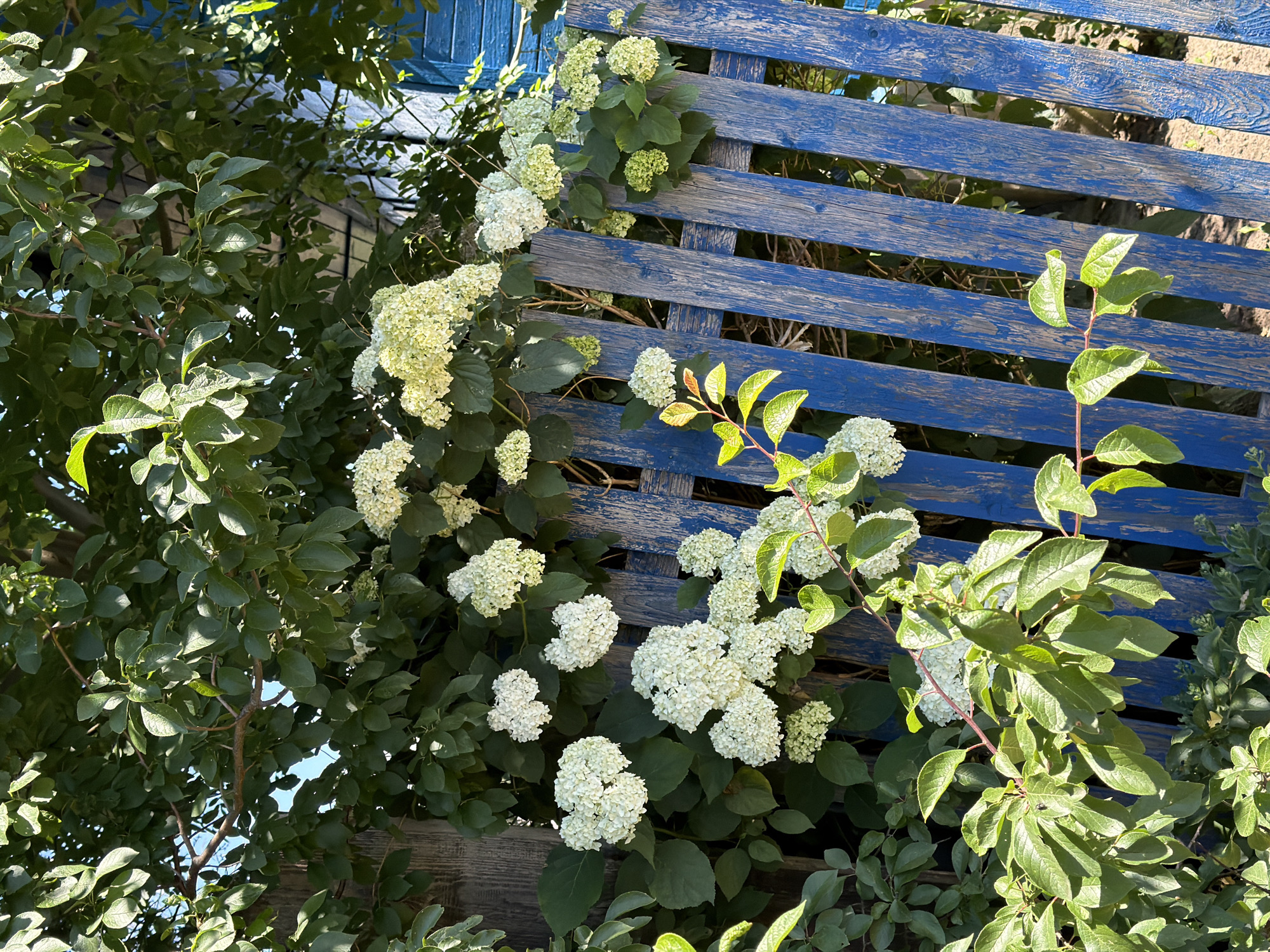 Street-level Mahilyow: architecture, graffiti, and blooming gardens