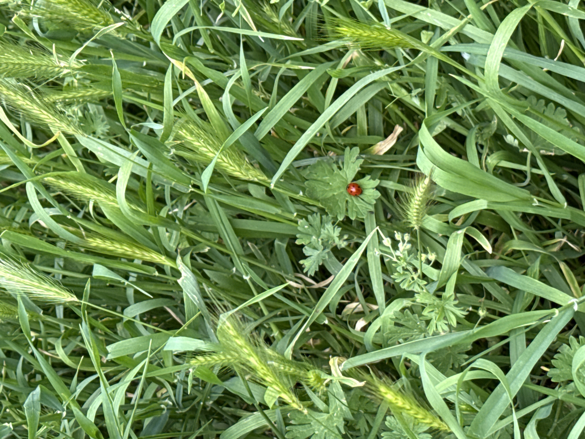 Ladybug spotted on clover in Sofia green space