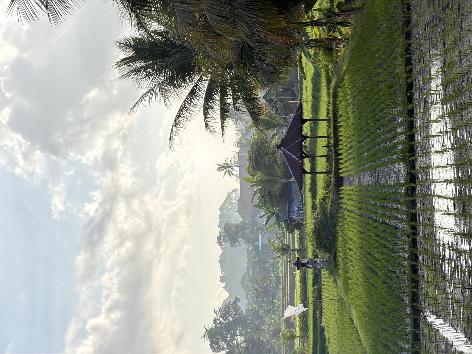 Neatly planted rice shoots fill a Mengwi paddy field