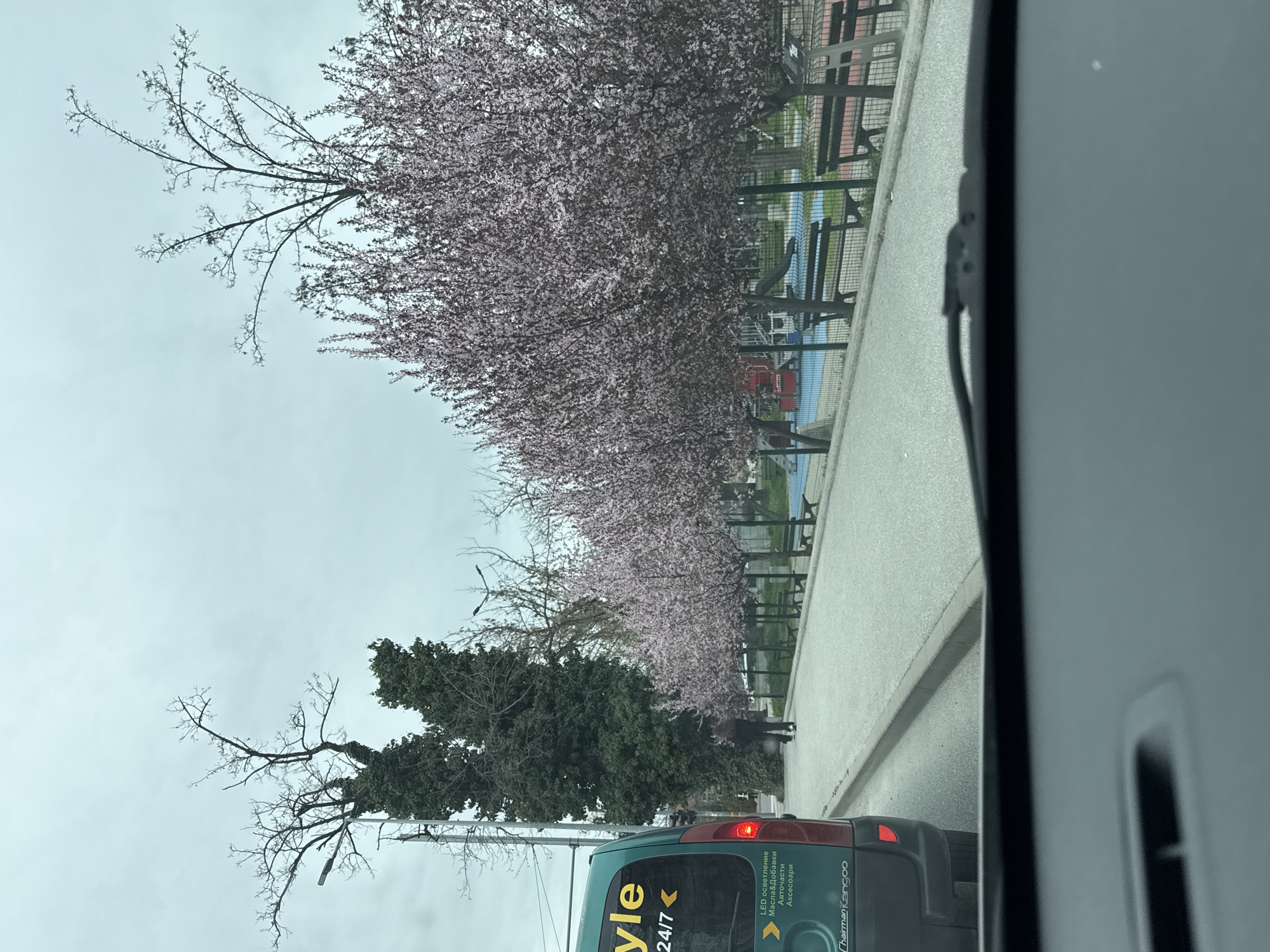 Spring blossoms line street in Plovdiv, Bulgaria