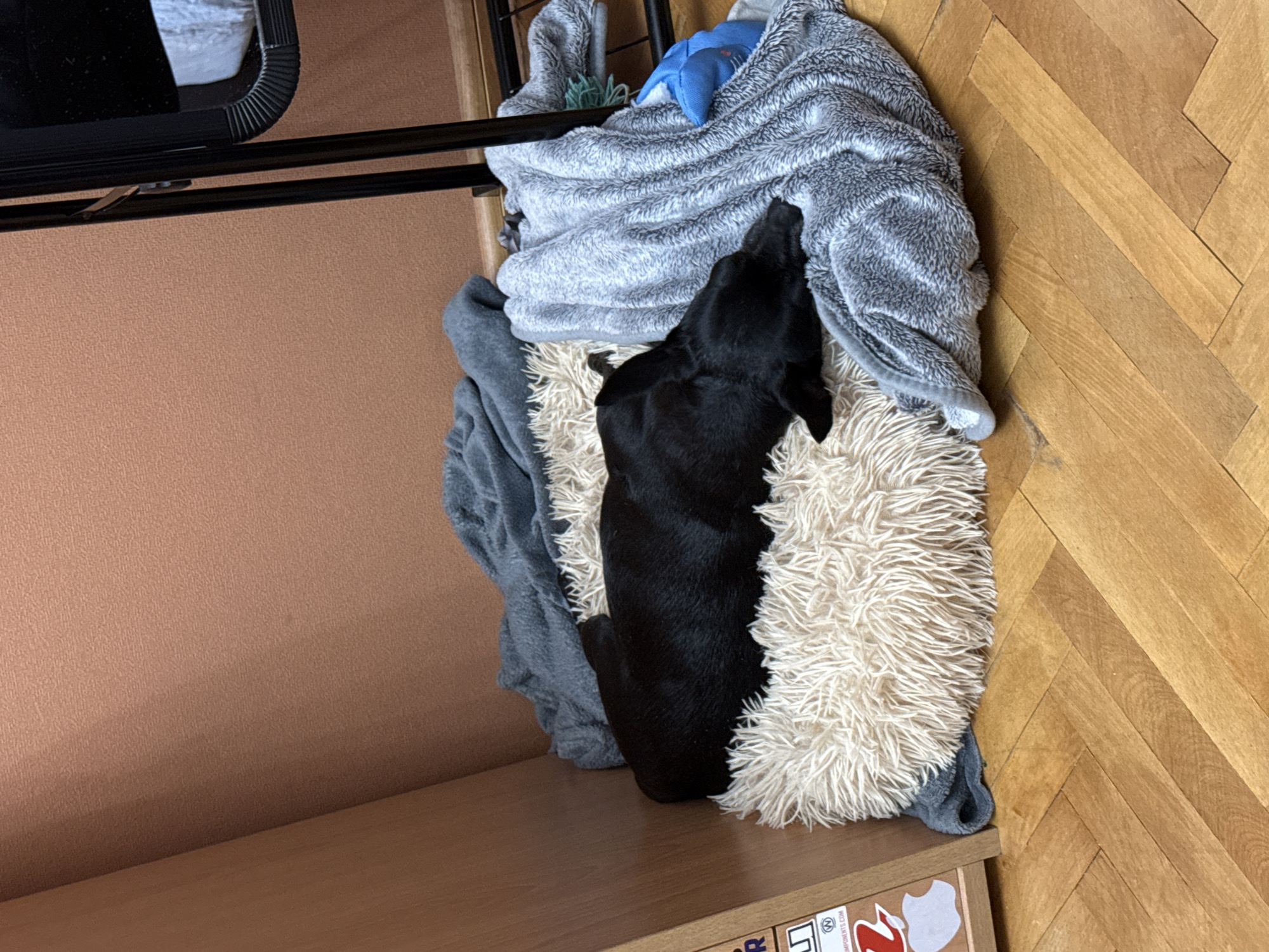 Black dog rests on blanket indoors in Bulgaria