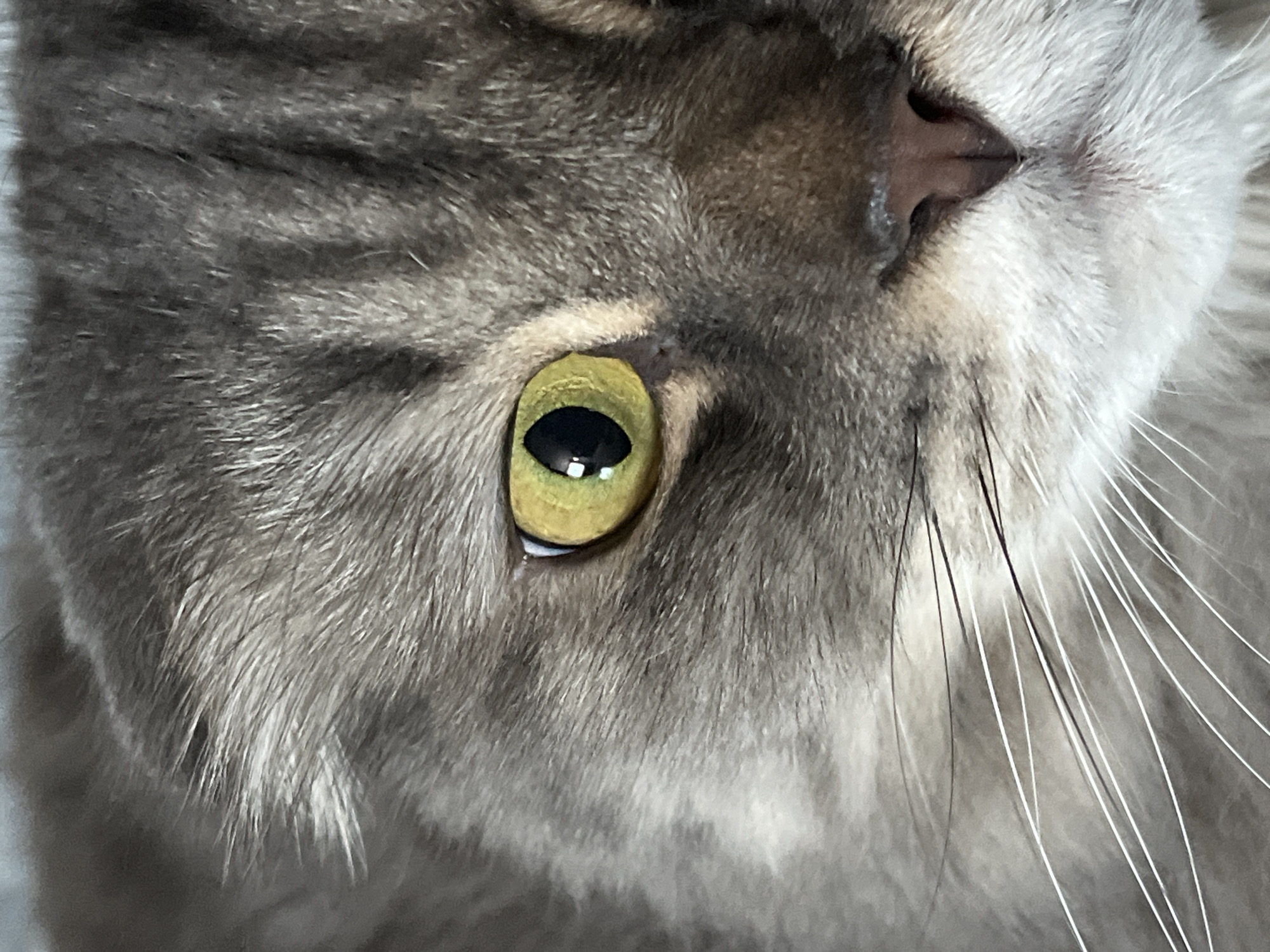 Gray tabby cat and pet turtle, up close at home