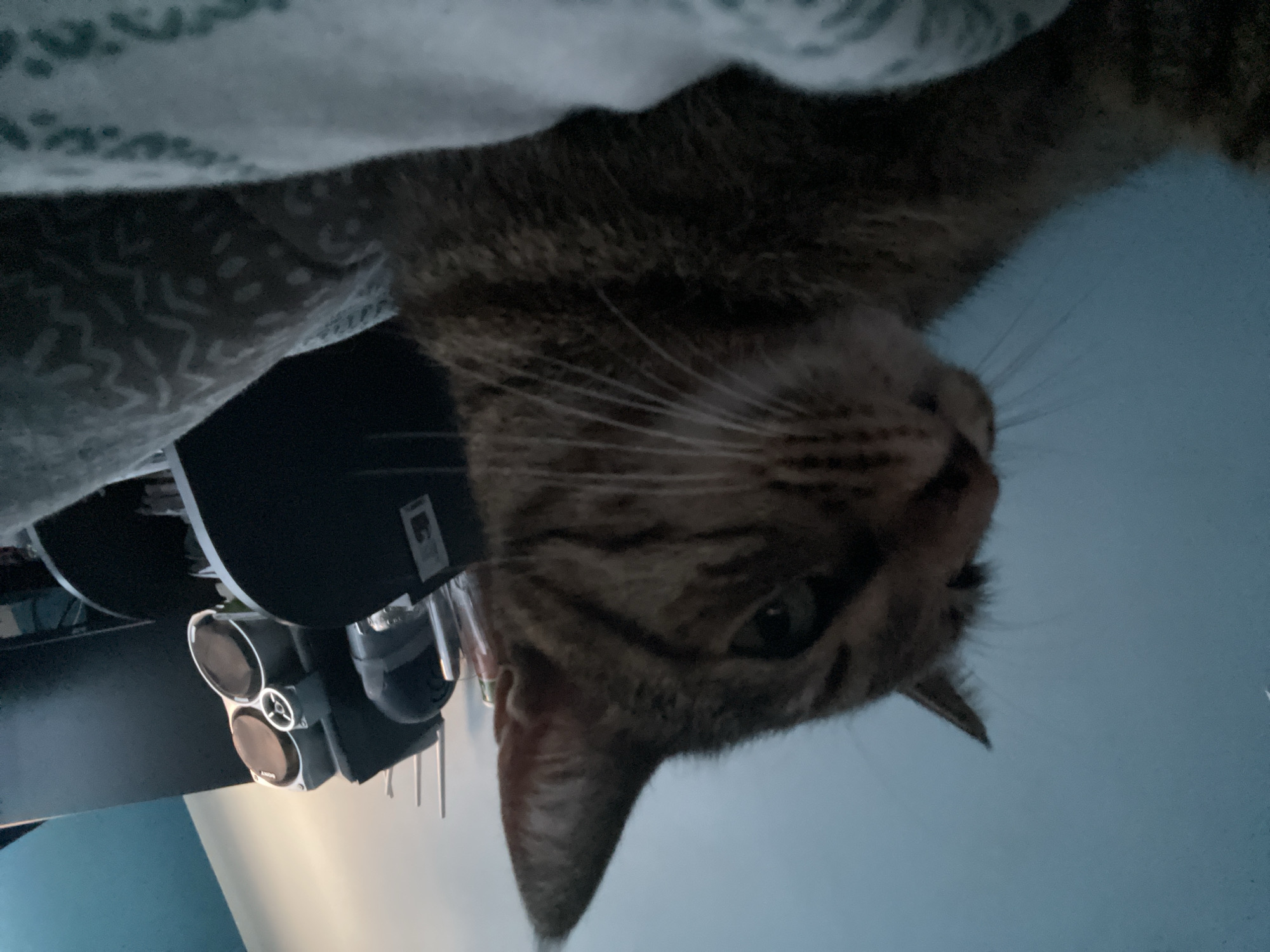 Tabby cat rests peacefully in Chirpan home