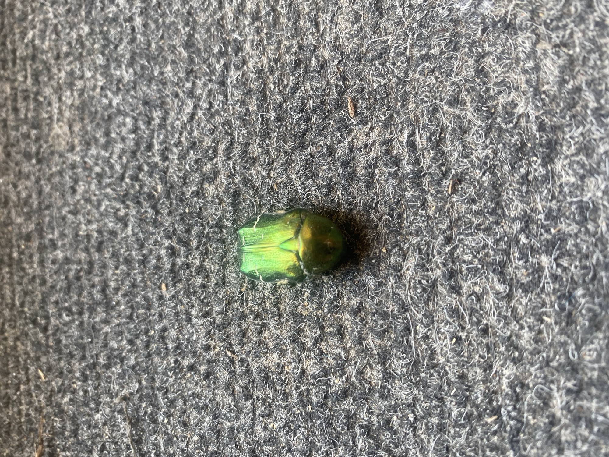 Summer afternoon in a small Russian town: bugs, blooms, and streets
