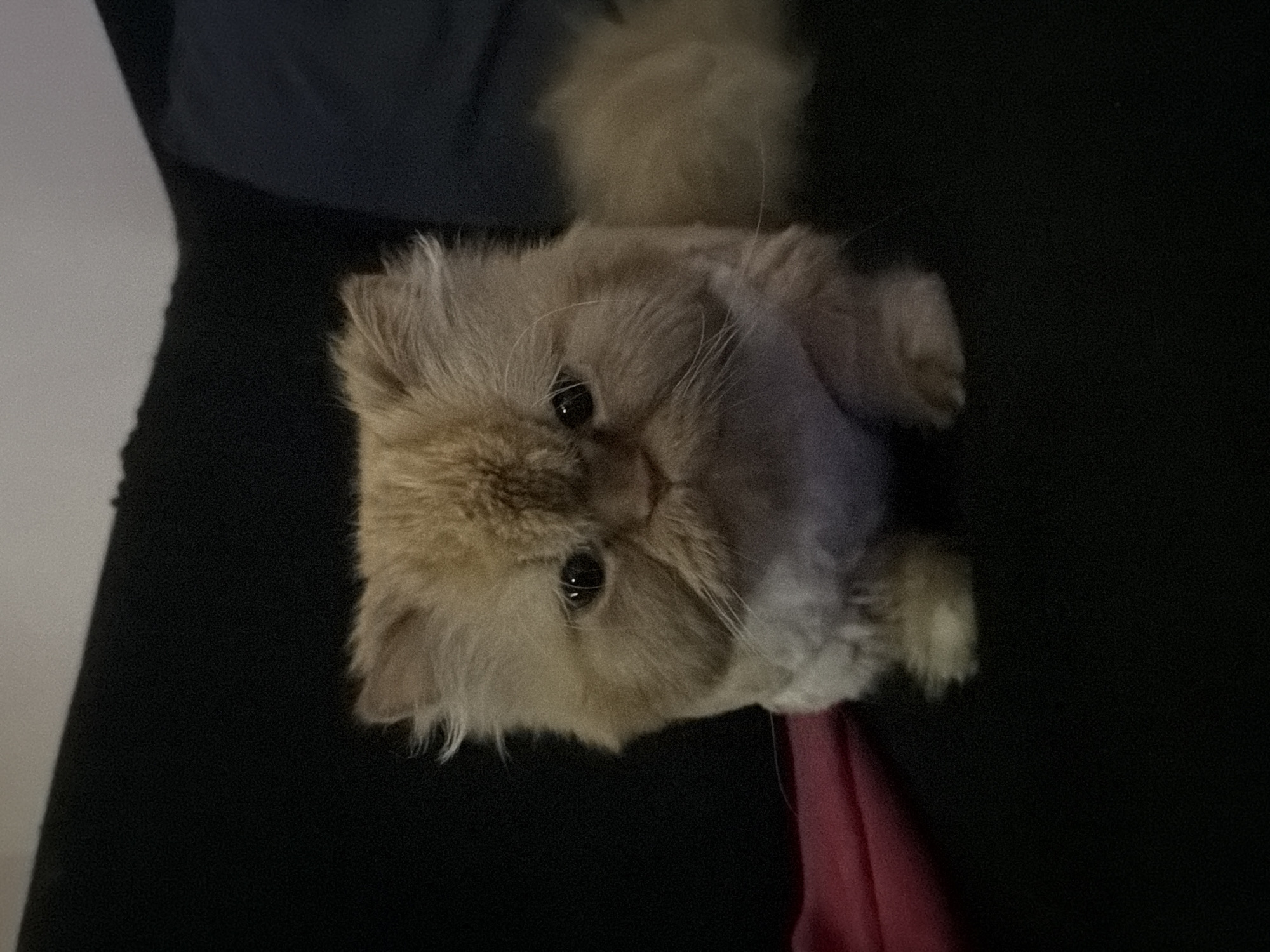 Orange Persian cat with groomed fur bonds with owner in Sofia