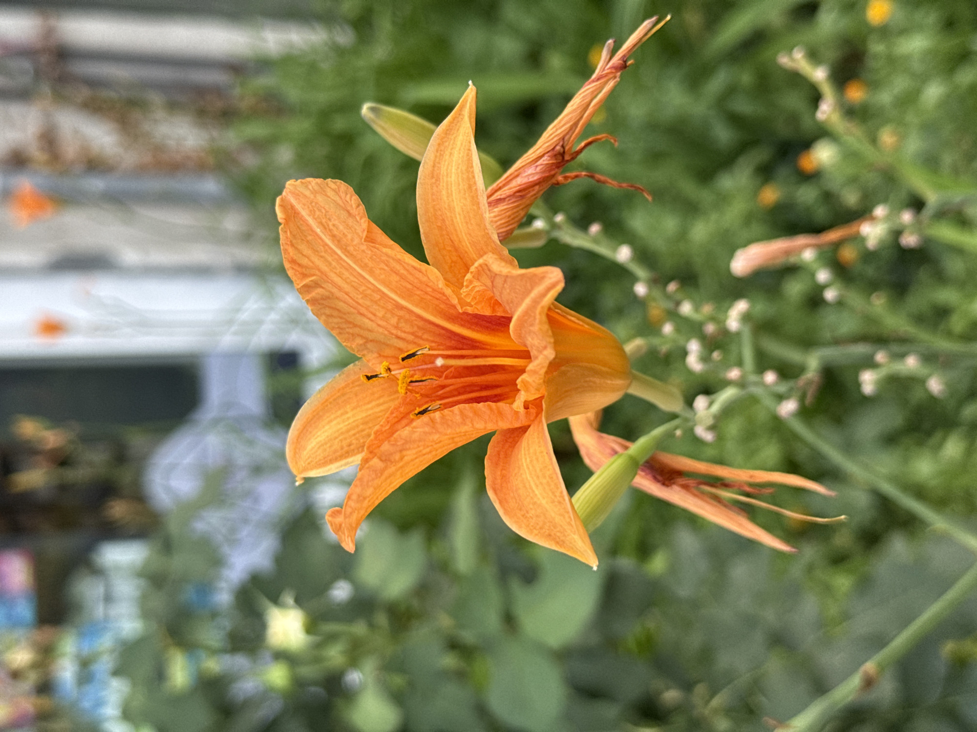 Lemon-print dress and orange lilies in Pleven summer