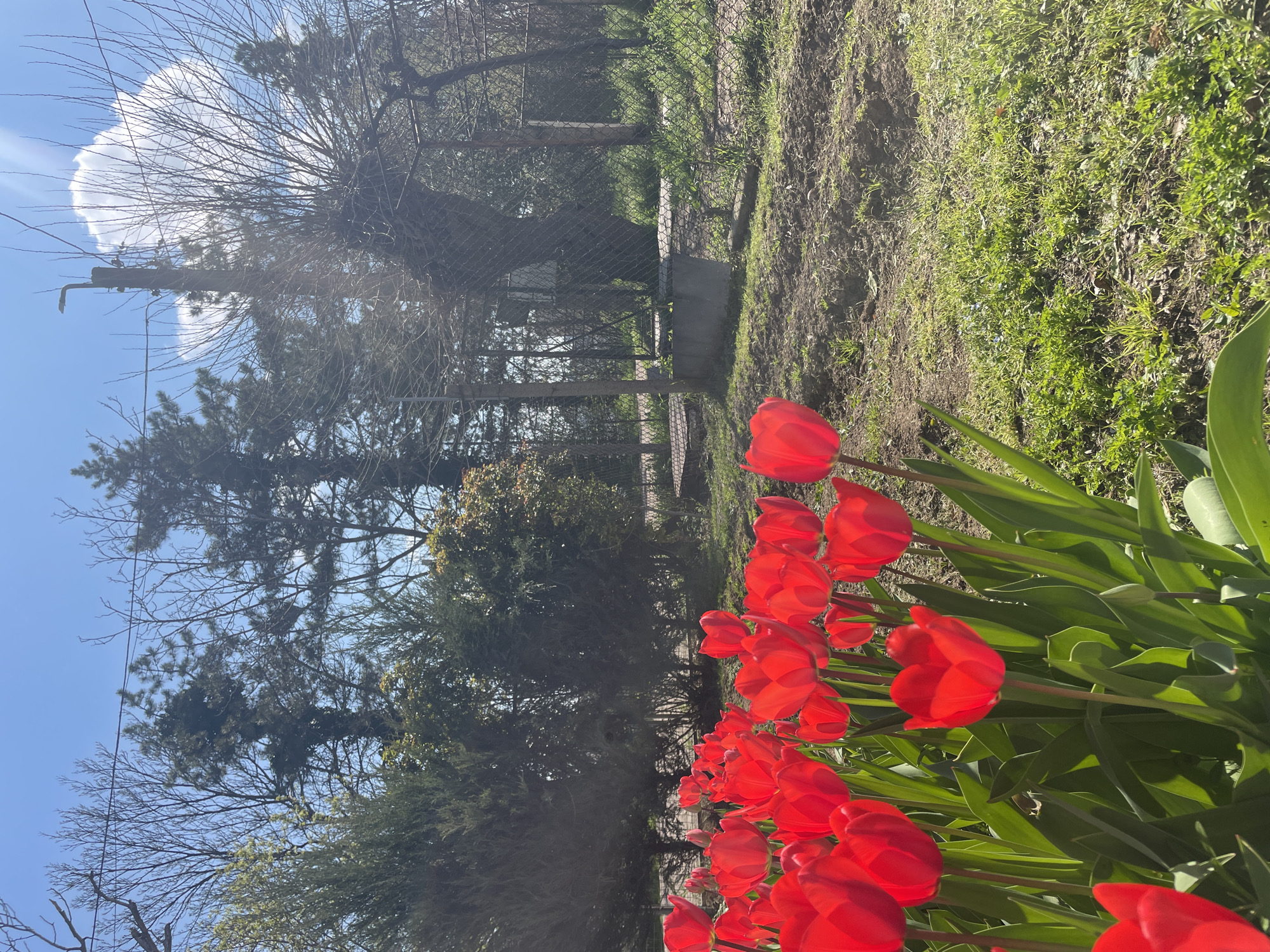 Spring morning scenes captured in Pleven: tulip garden, dog petting