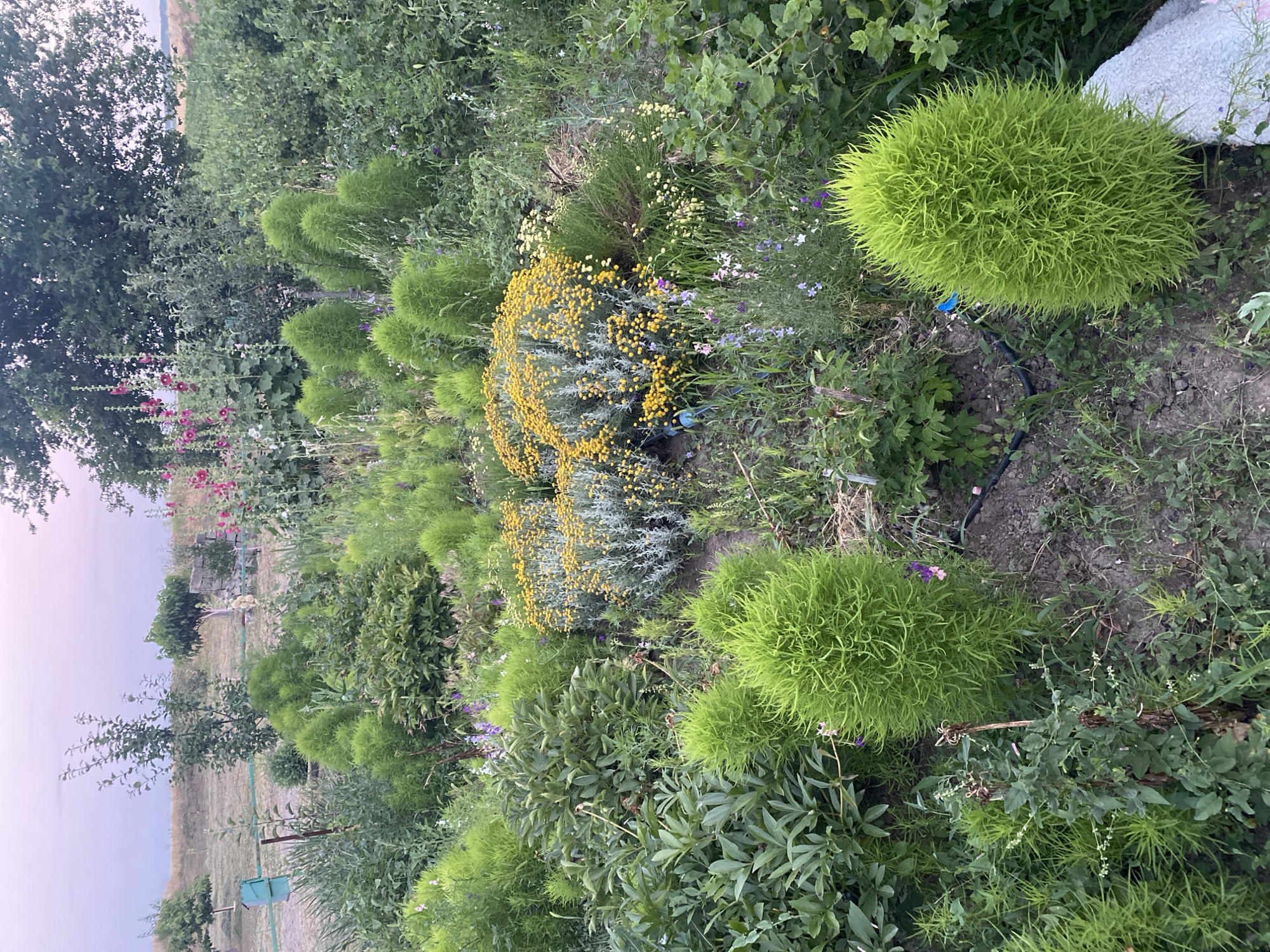 A Mykhailivka yard at dusk: gardens, toys, and a dog