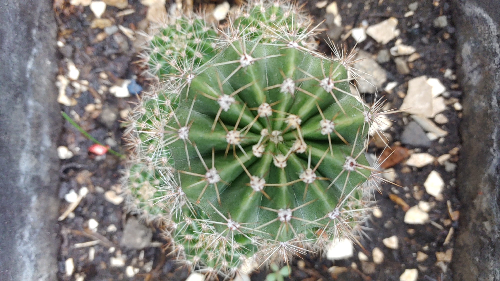 Botanical photography session captures diverse Mexican flora in La Joya