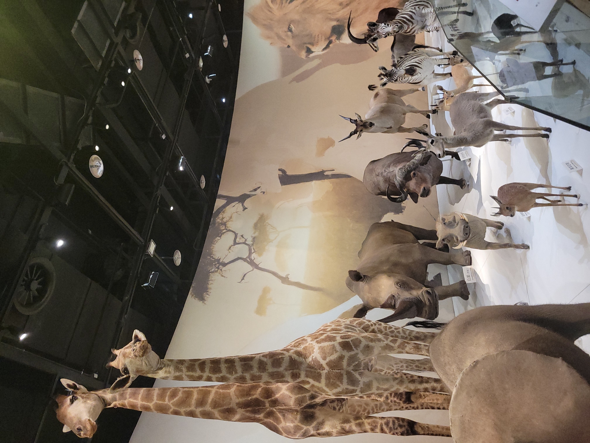 Chengdu natural history museum's global wildlife taxidermy exhibits