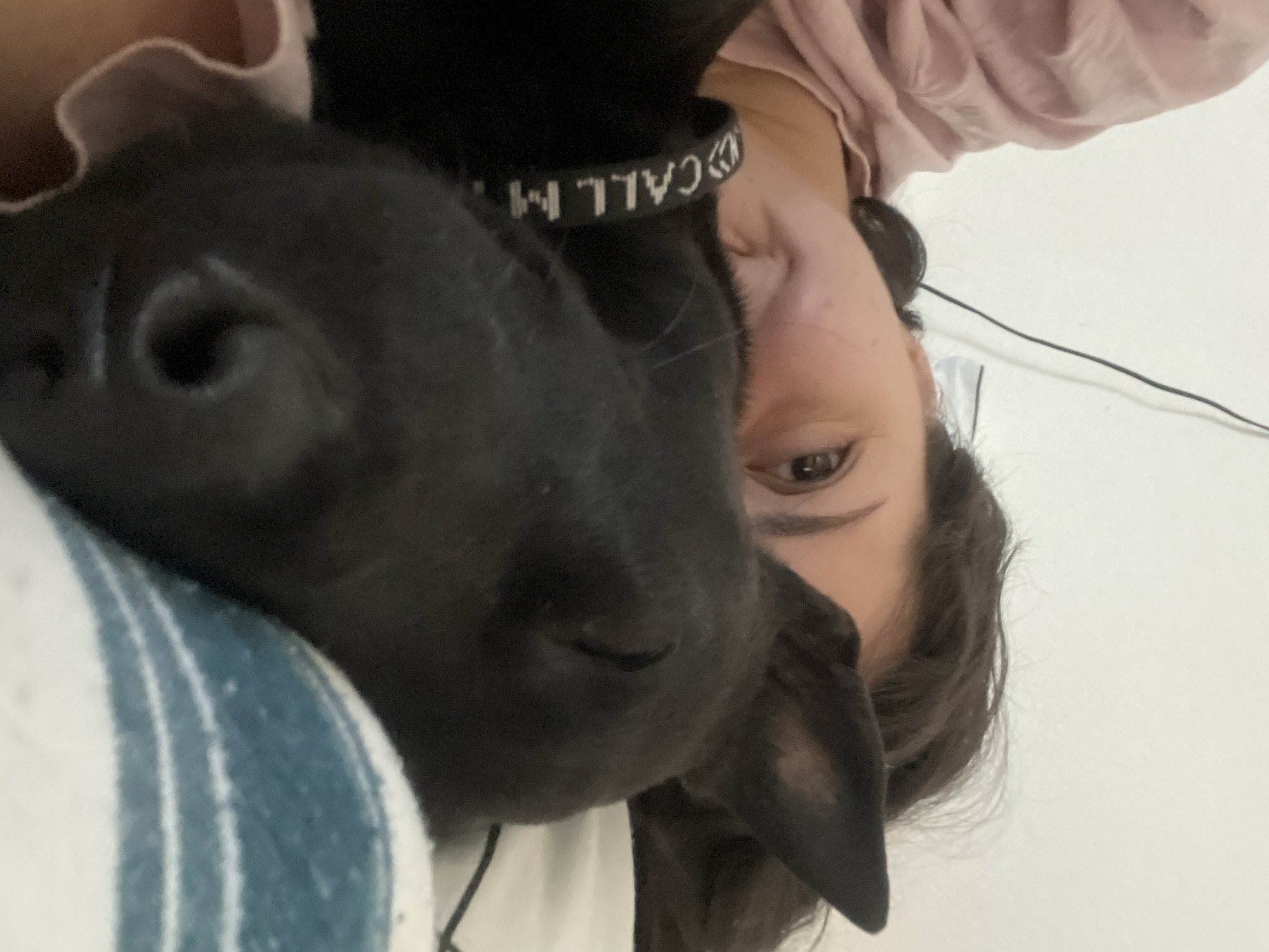 Morning dog walks and neighborhood scenes documented in Belgrade
