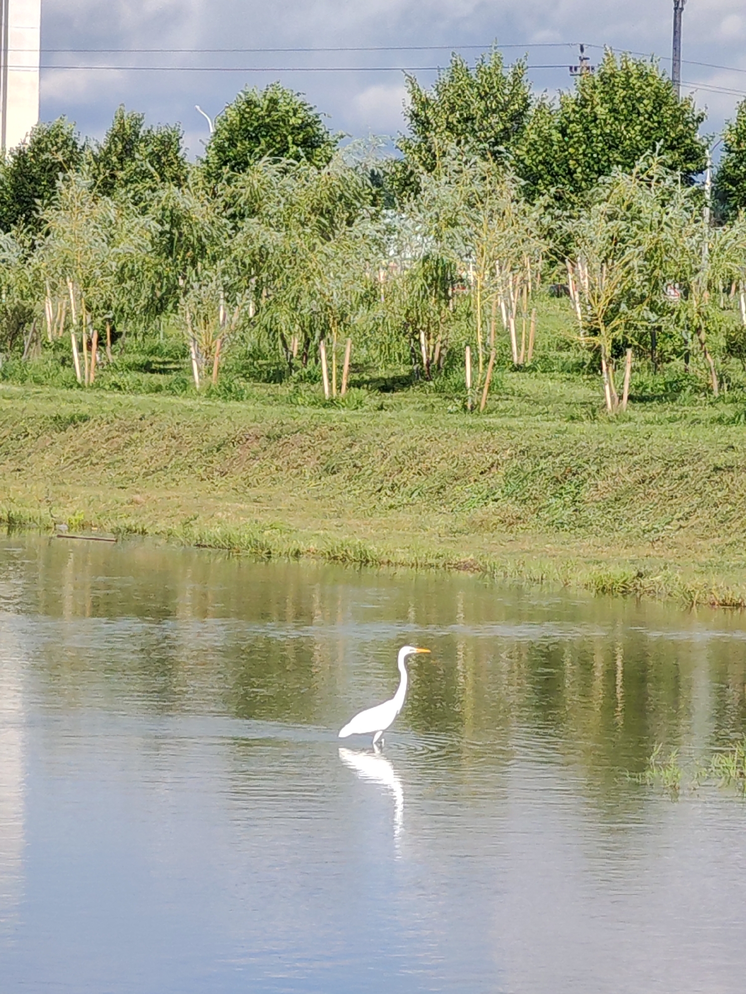 Heron wades and lifts off near a quiet residential waterway