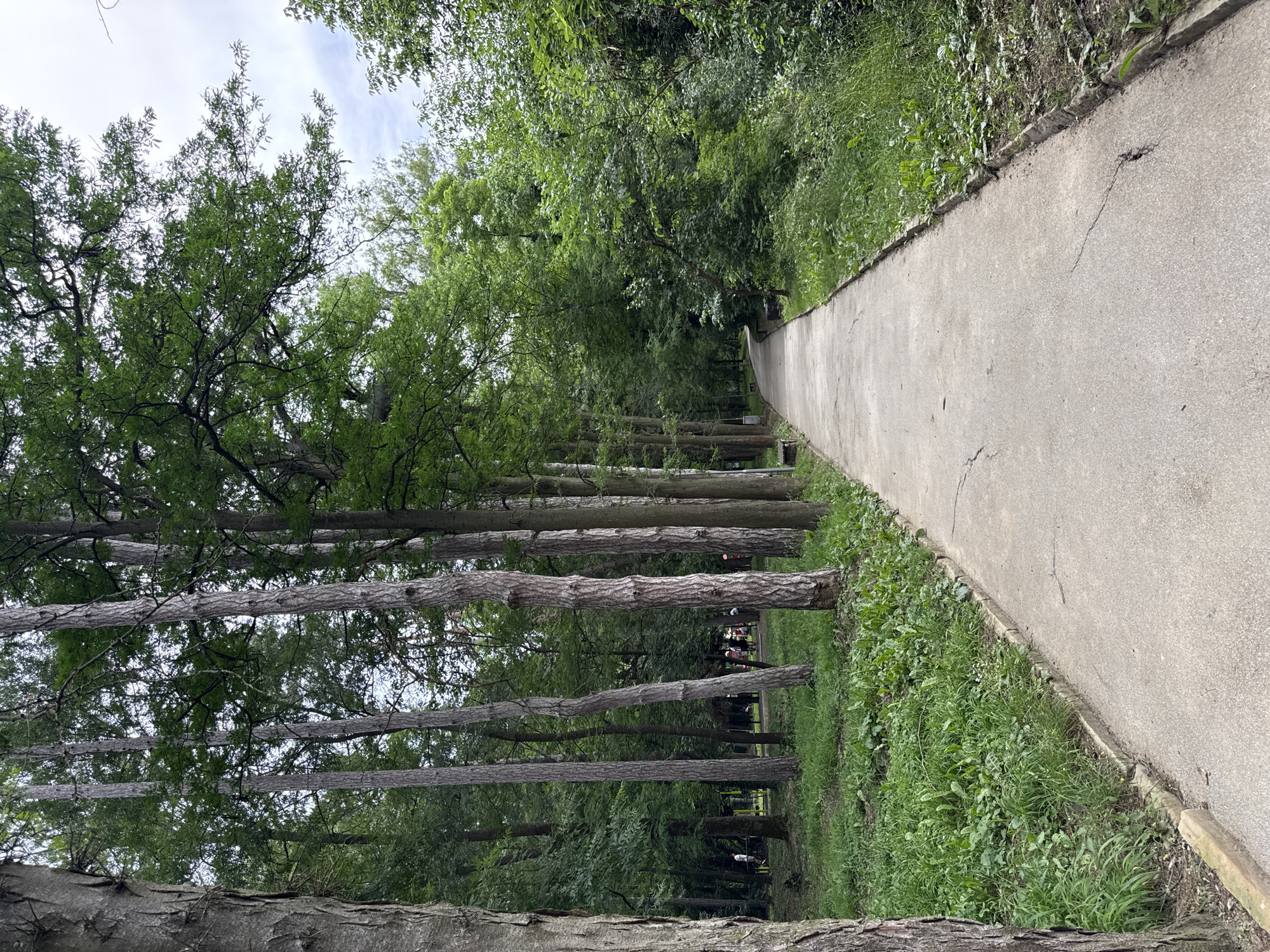 Weathered park path winding through green tree cover in Lovech
