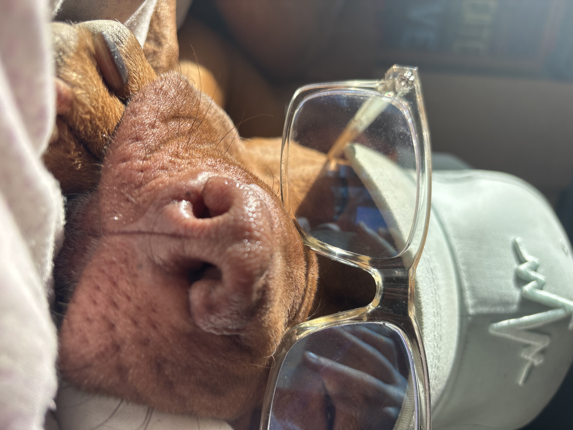 Dog wearing glasses photographed in playful bedroom scene in Sofia