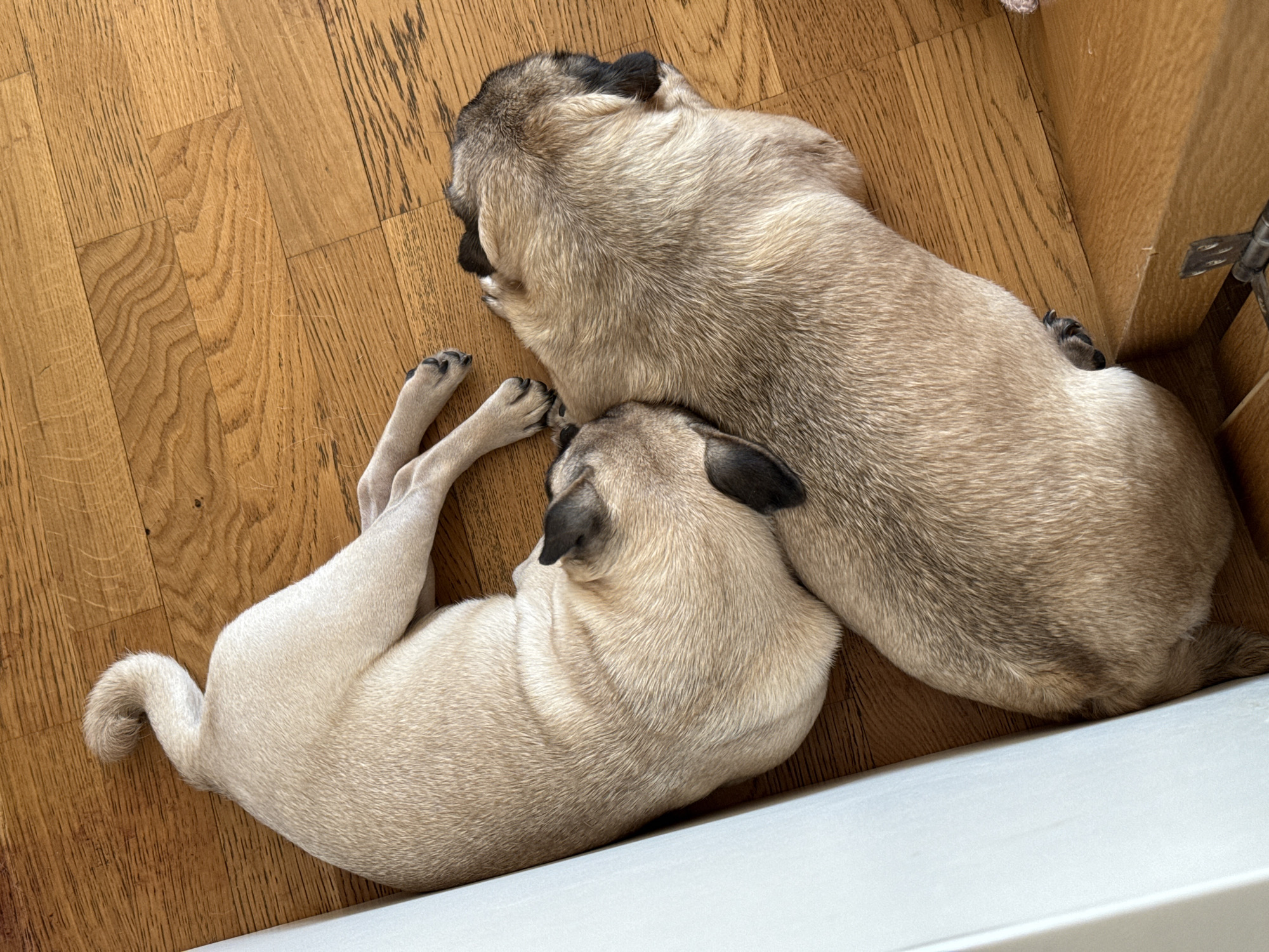 Lazy afternoon at home with pugs and casual portraits