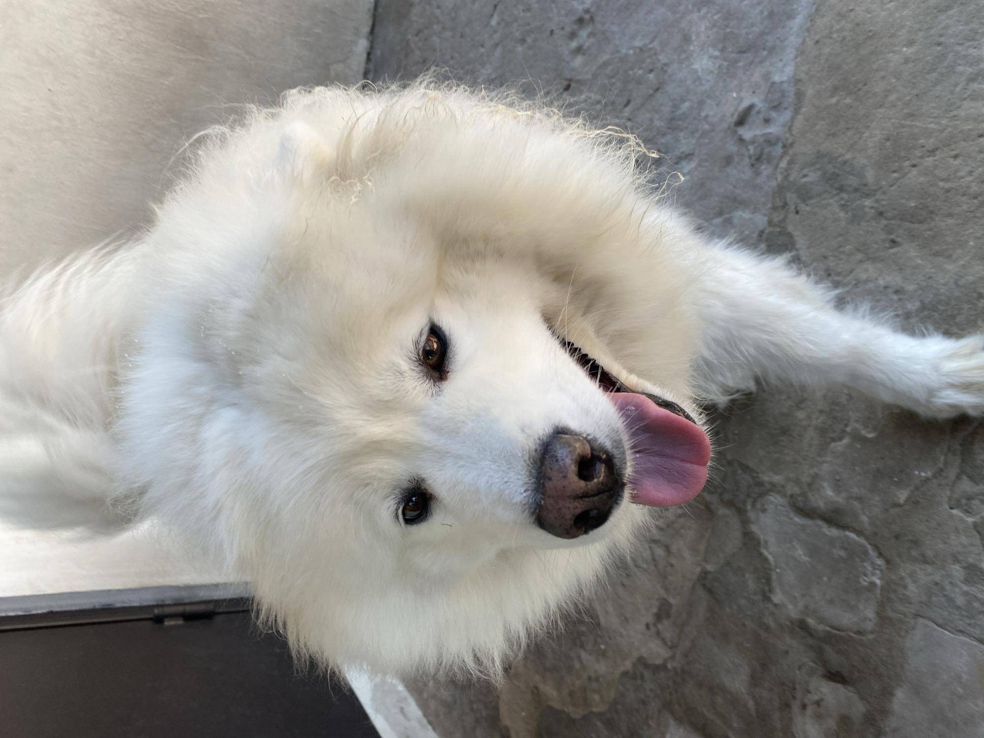 A Samoyed's morning in and around a brick-patio home