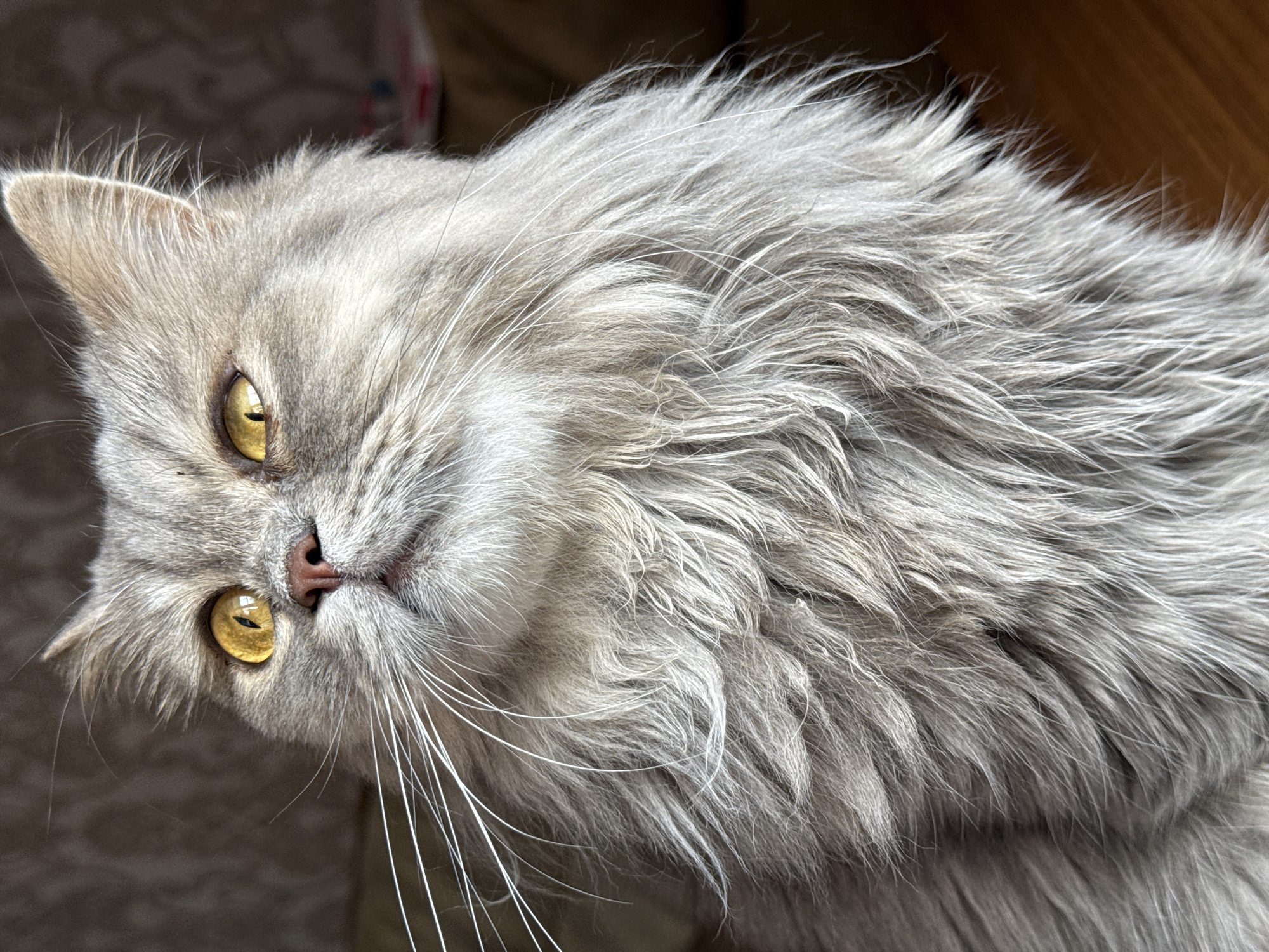 Golden-eyed gray cat looking up, Raivka