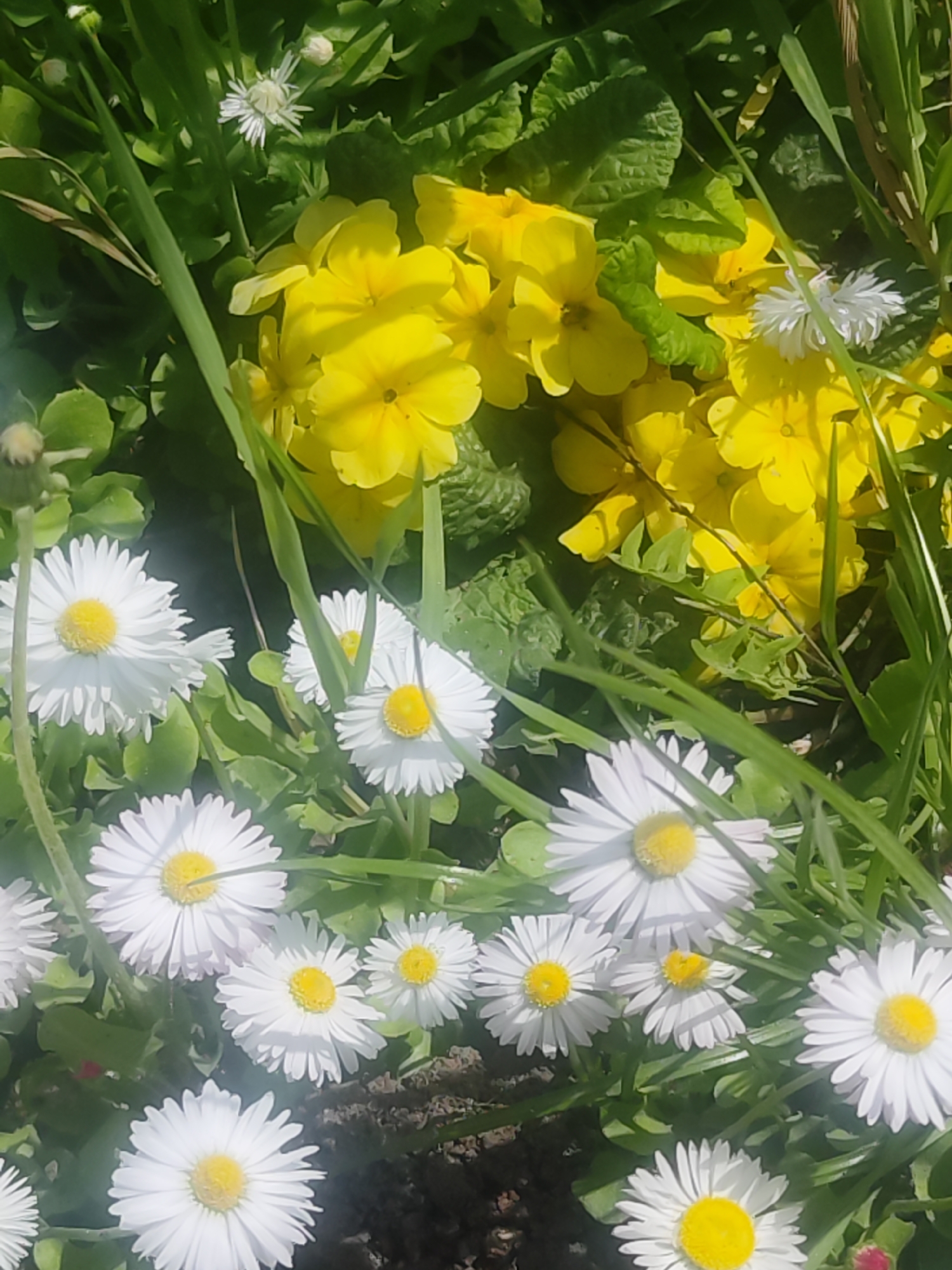 Spring wildflowers bloom under cloudy skies in Chaikovsky, Russia