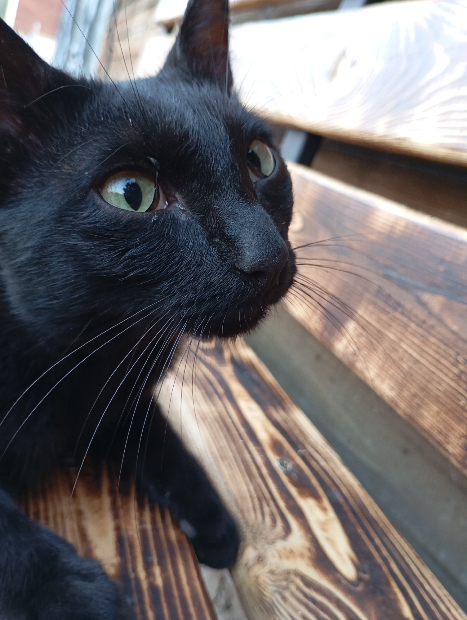 Cats, dogs, and garden blooms at a Russian rural property