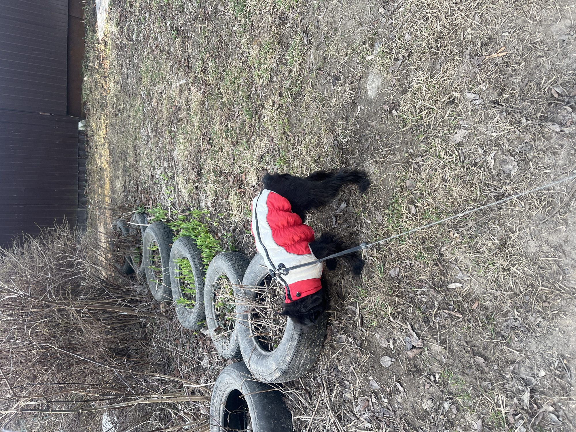 Early Morning Dog Walk Documented in Podolsk, Russia