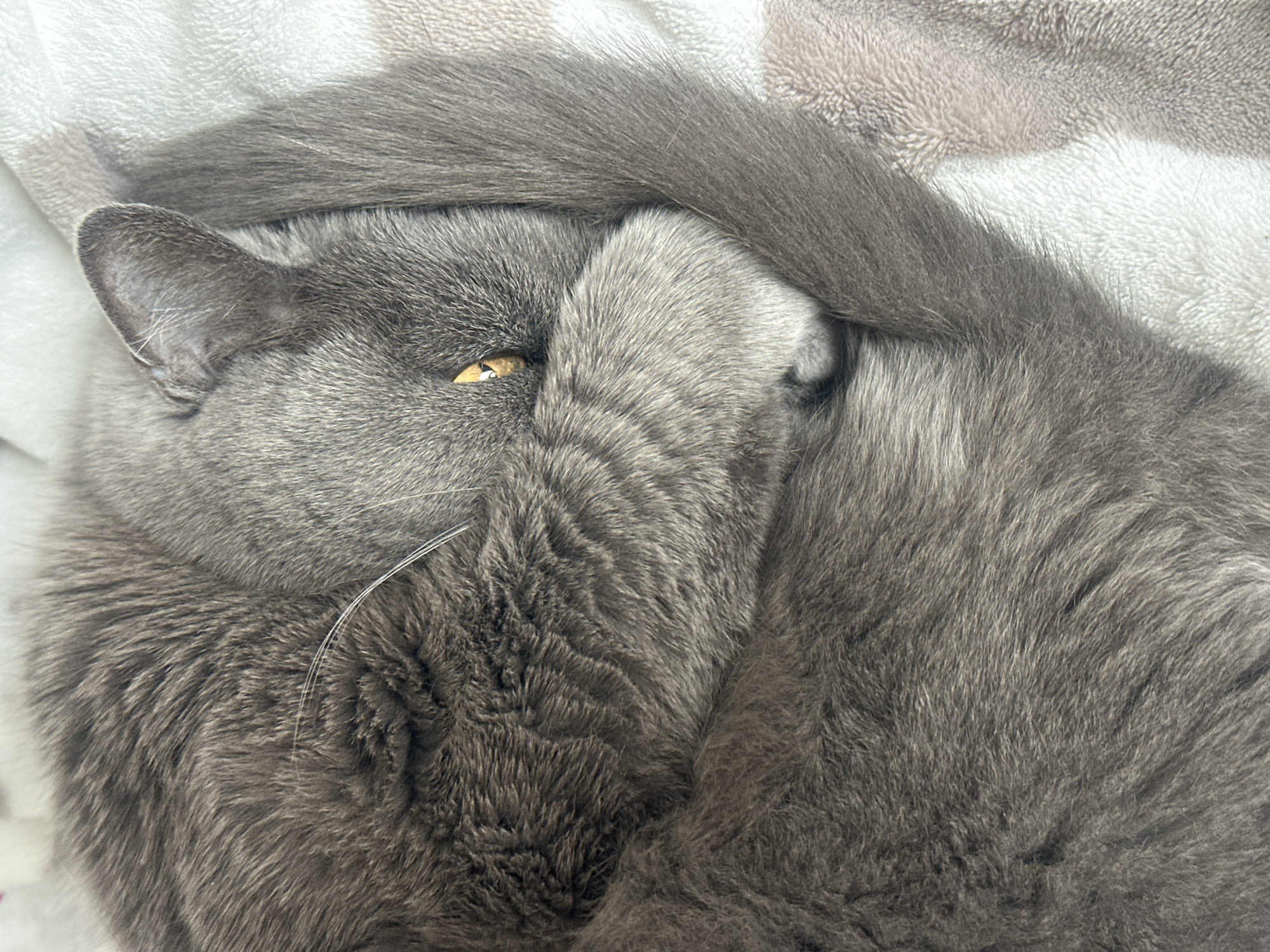 Grey cat spotted resting with tail over head