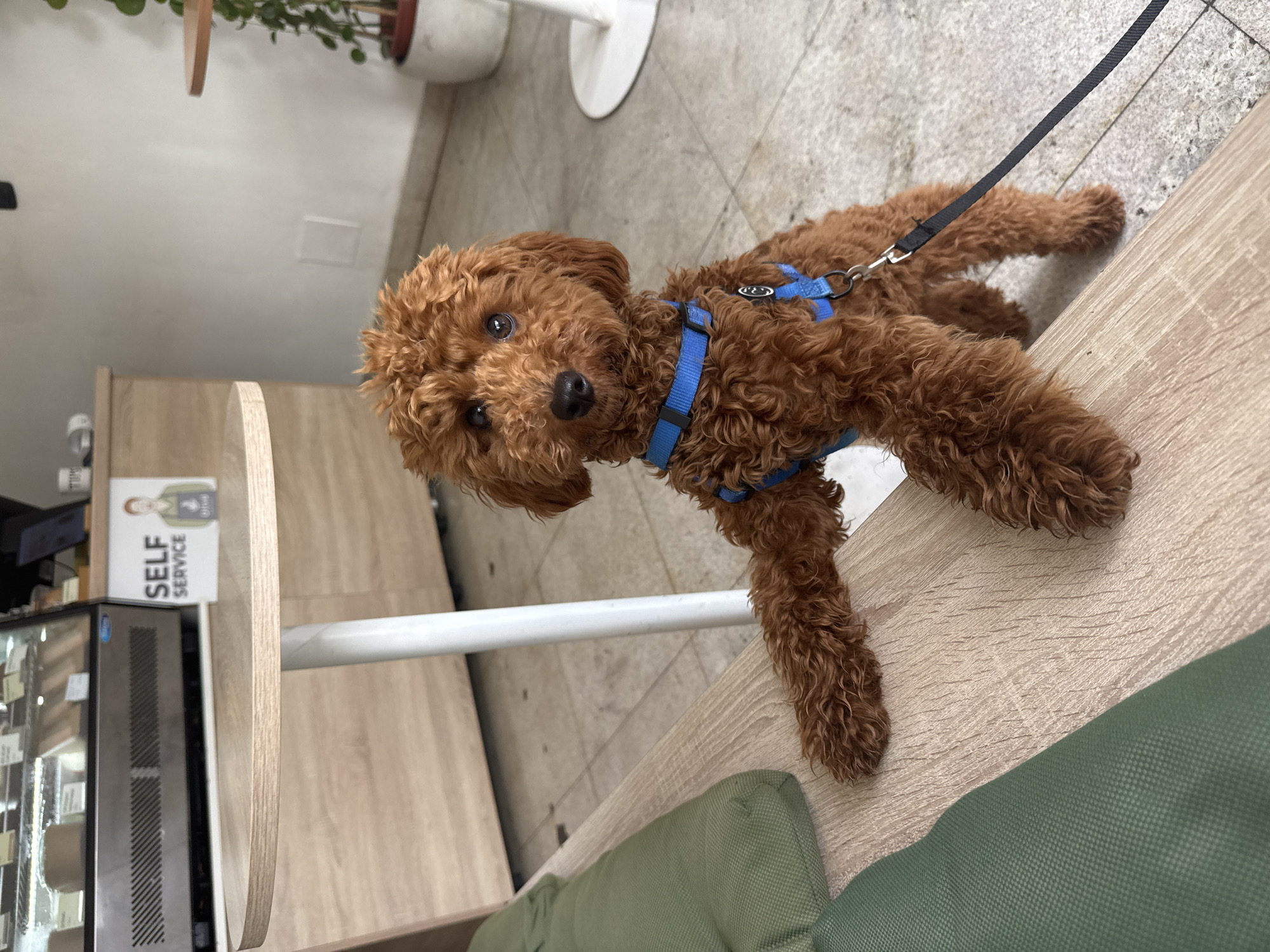Woman visits Montenegro coffee shop with small dog companion