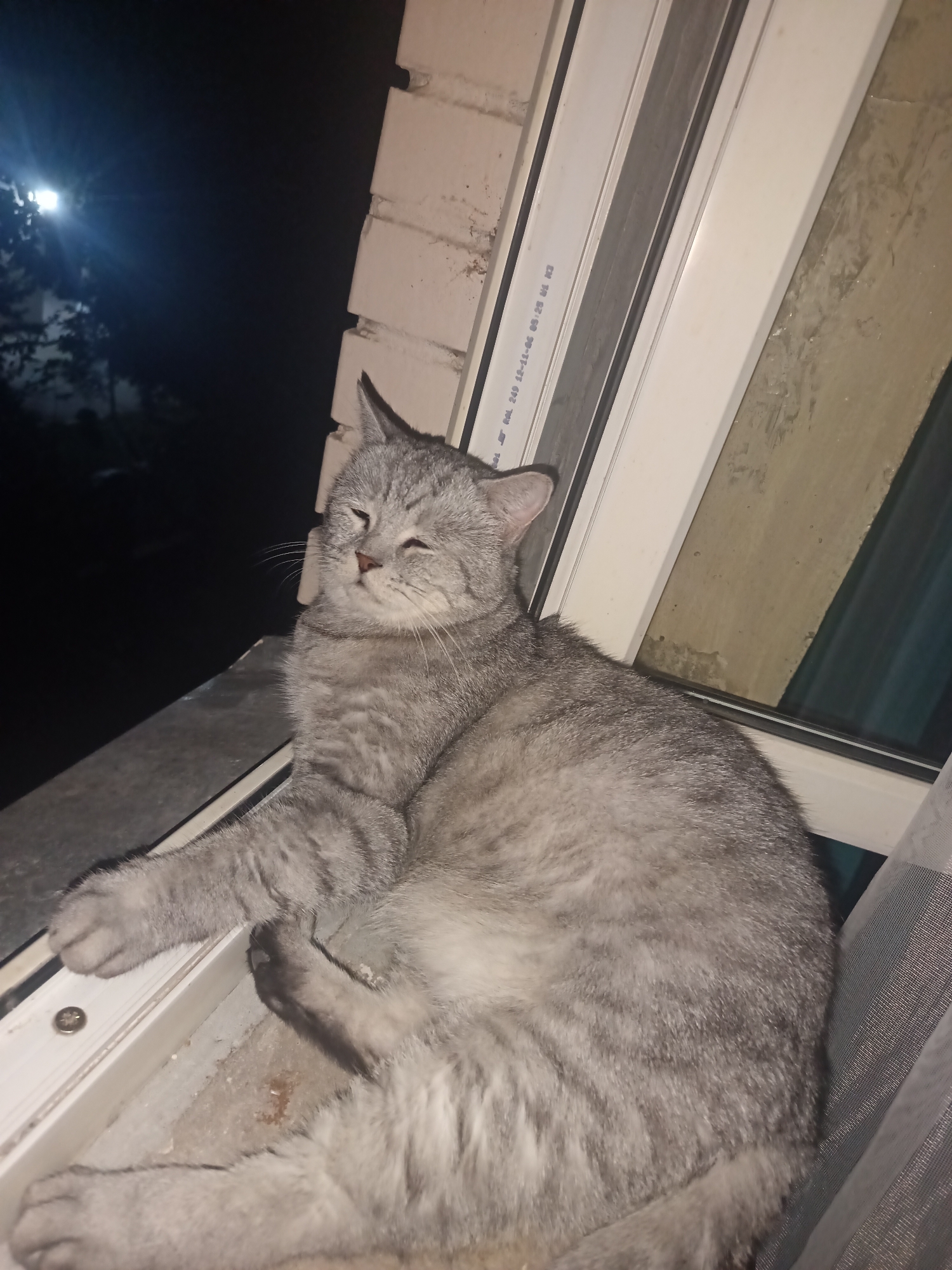 Grey tabby cat's late-night Tashkent evening, moon and all.