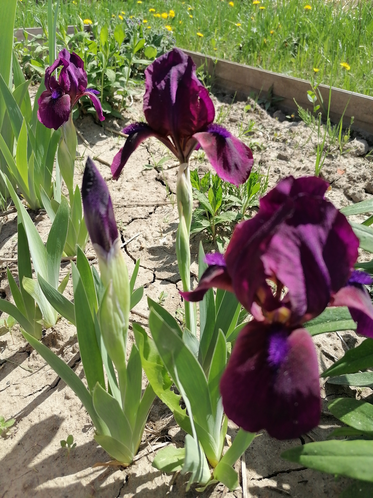 Purple irises bloom in drought-affected garden amid cracked soil