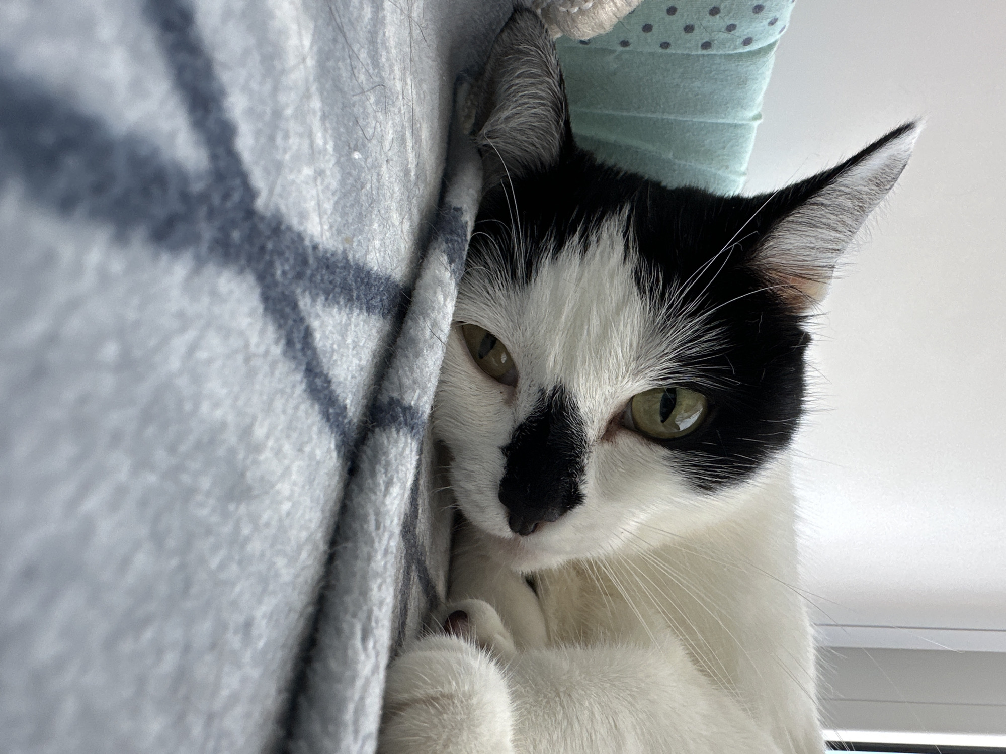 Black and white cat relaxing indoors and by the window in Kokshetau