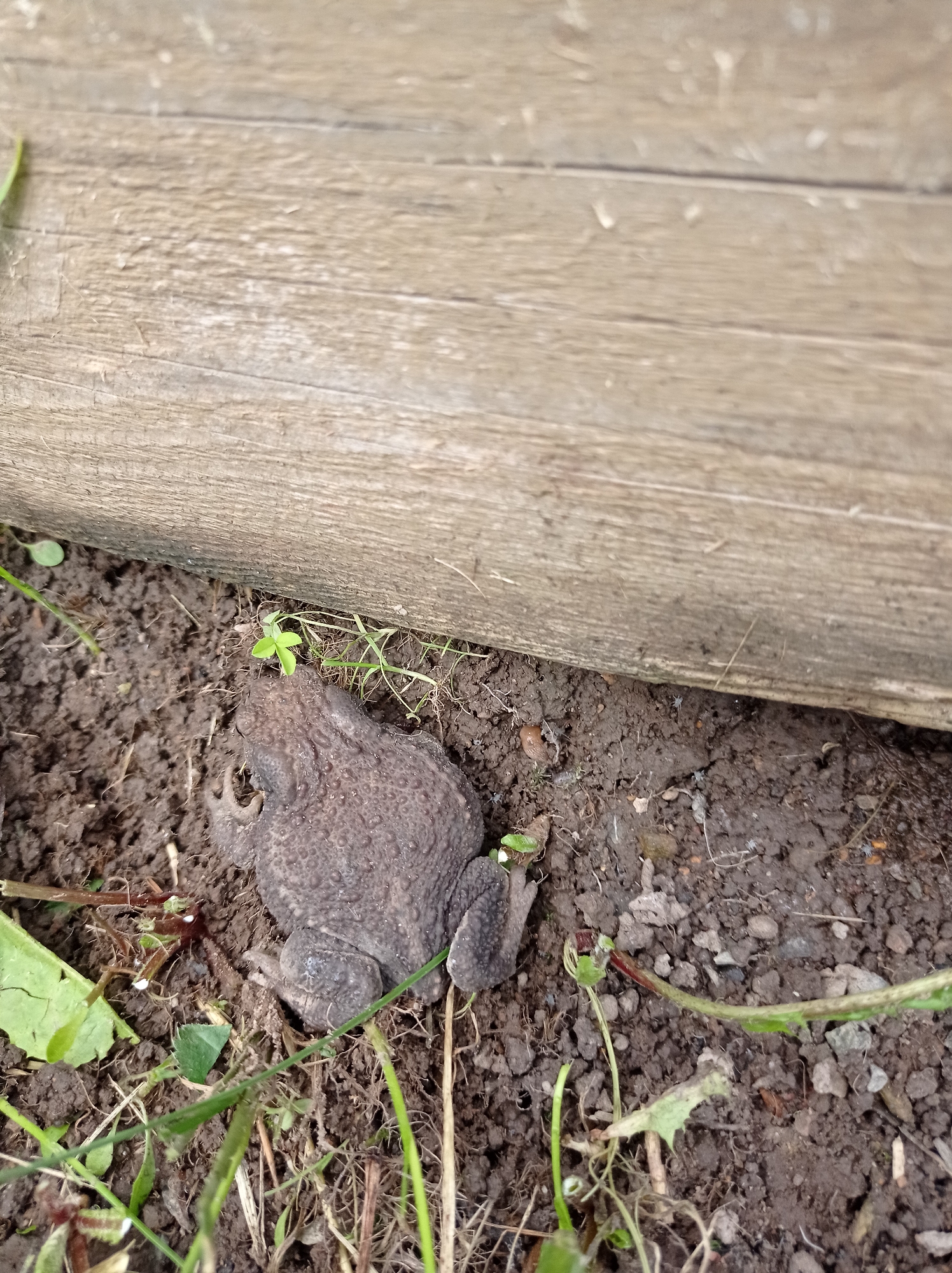 Brown toad resting in the dirt beside a wooden structure, Degtyarsk