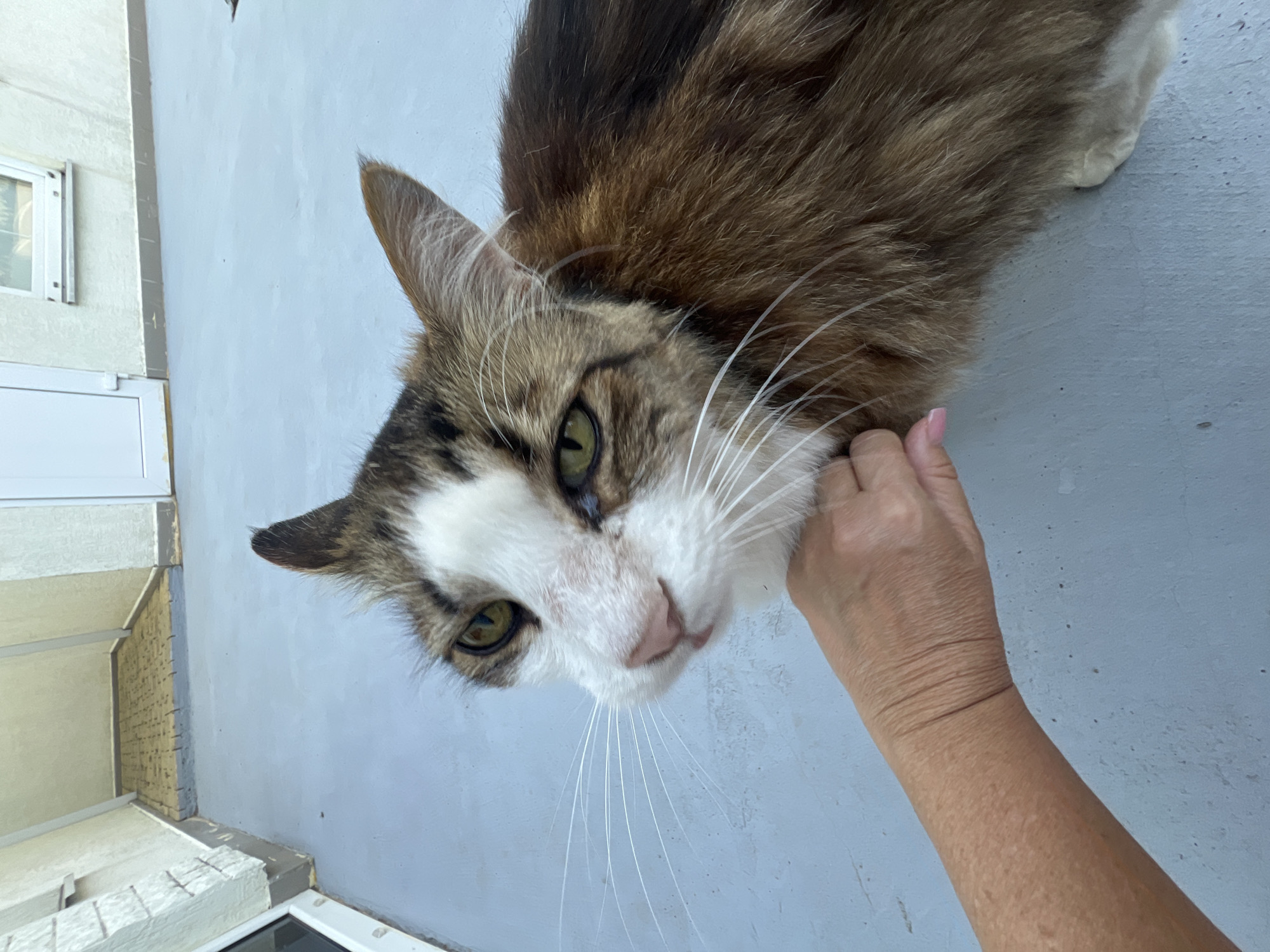 Tabby cat enjoys a petting session in Fontanka, Ukraine