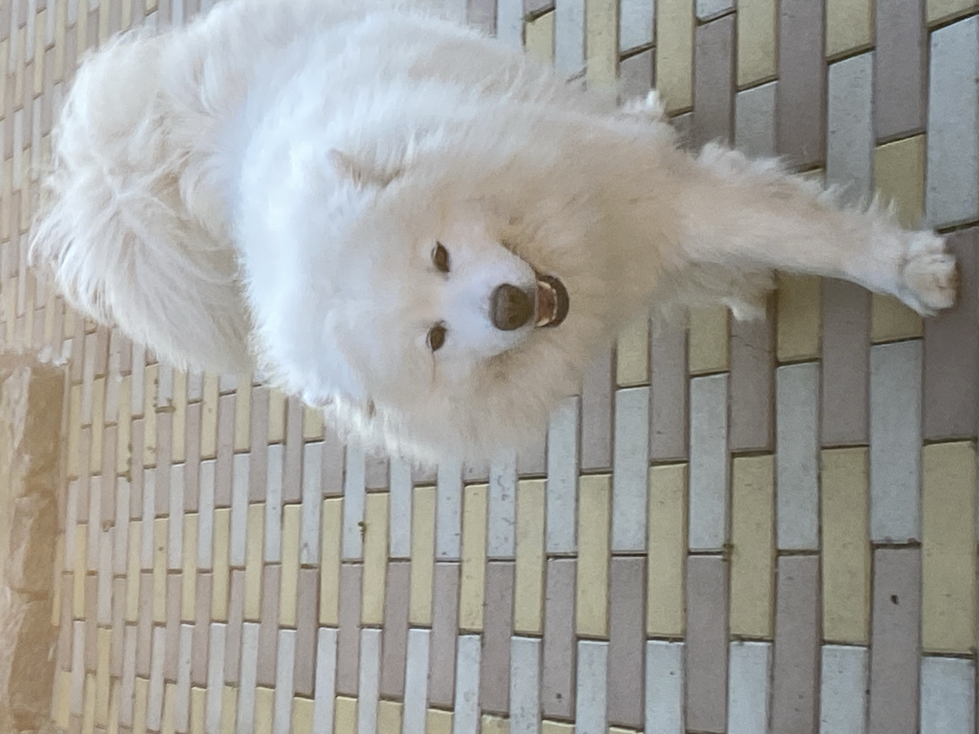 Samoyeds on a brick path, ending with a warm sunset