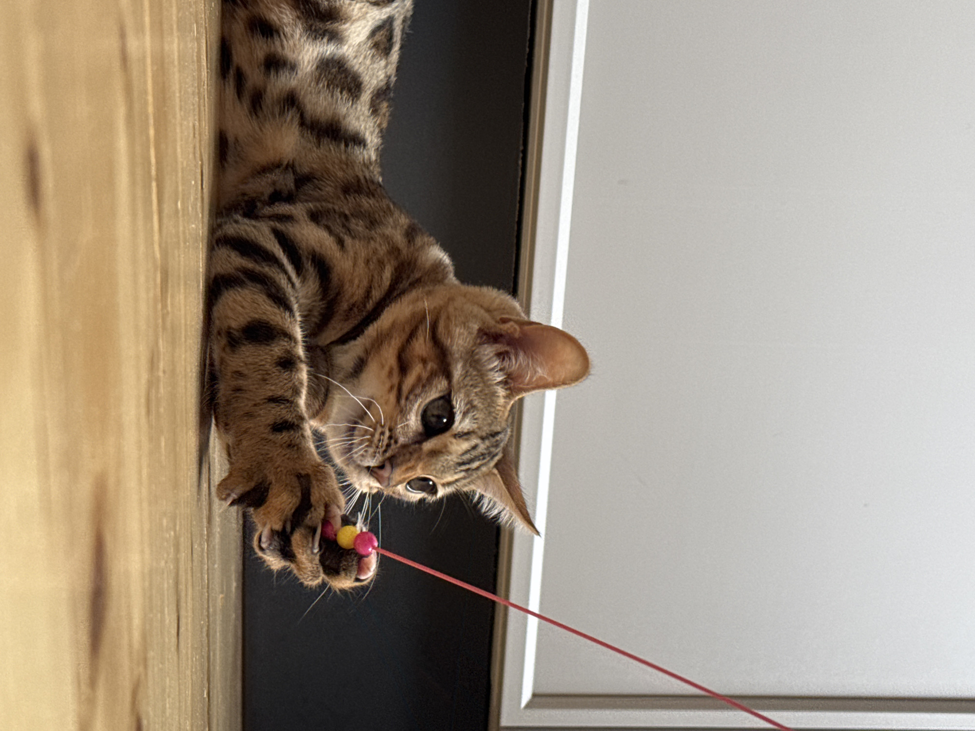 Bengal kitten plays with frog slippers and bead toy indoors