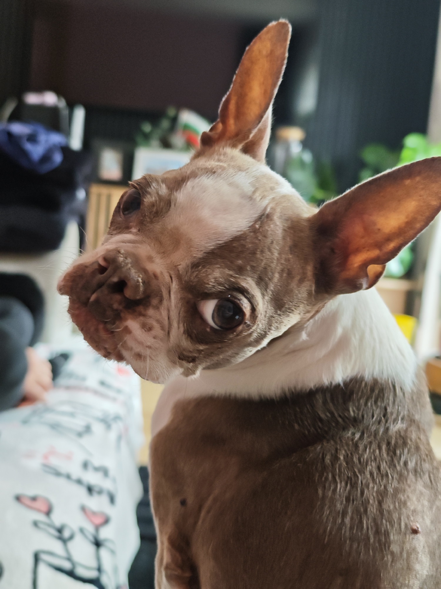 Dachshund and Boston Terrier duo doing dog things at home