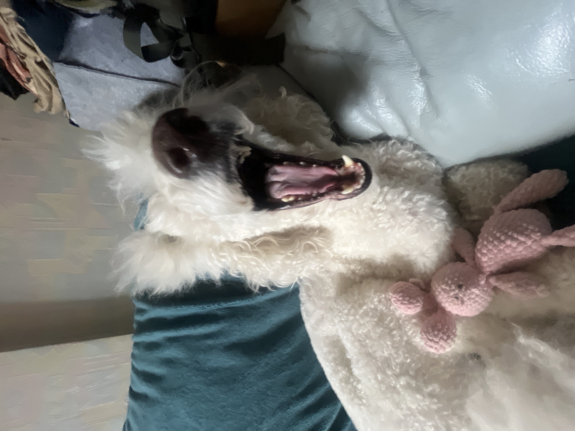 White dog enjoys quiet morning moments with family in Krasnoyarsk