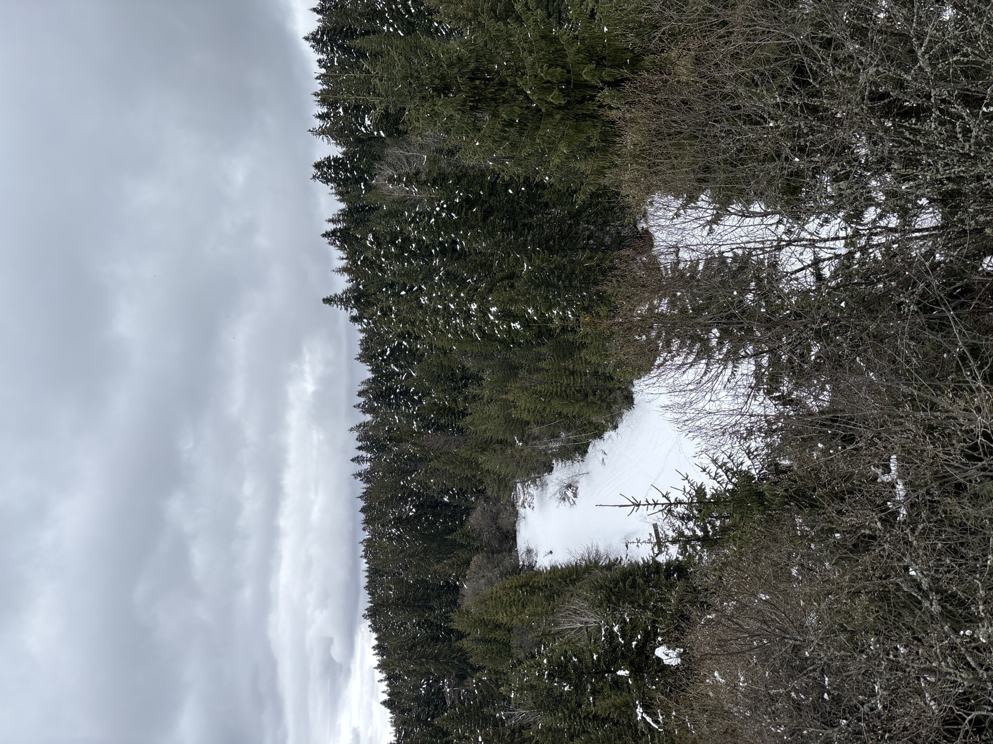 Snow-covered forest clearing observed near Samokov, Bulgaria