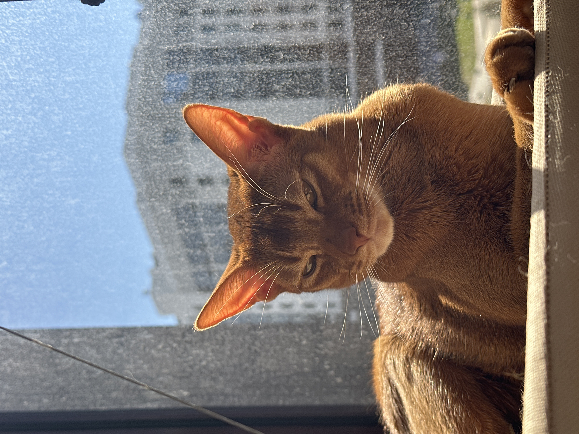 Abyssinian Cat Relaxes in Window Hammock in Kazan