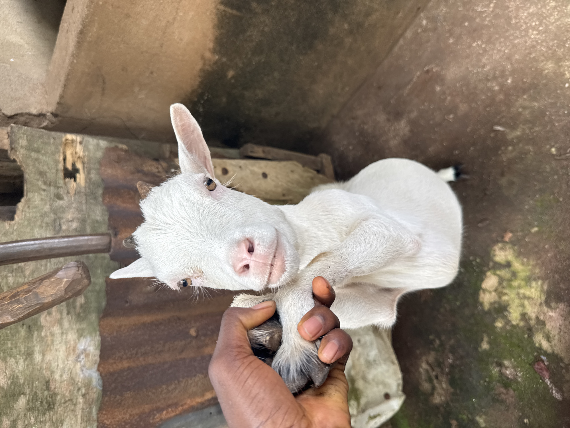 Person handles small white goat in Aboh, Nigeria