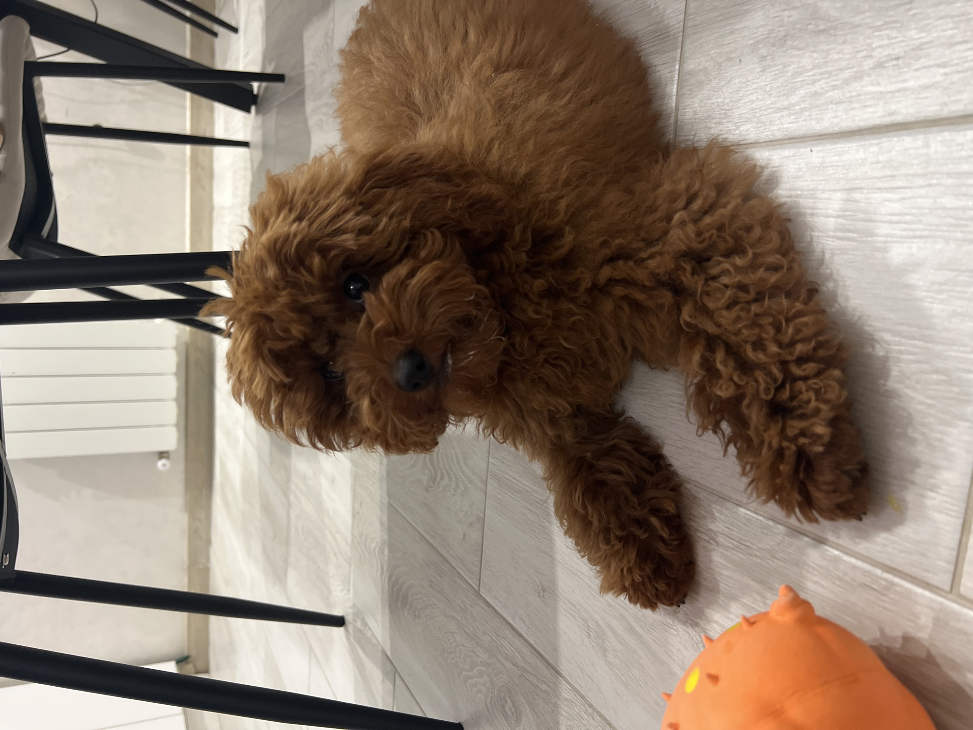 Brown poodle plays at home with its orange squeaky toy