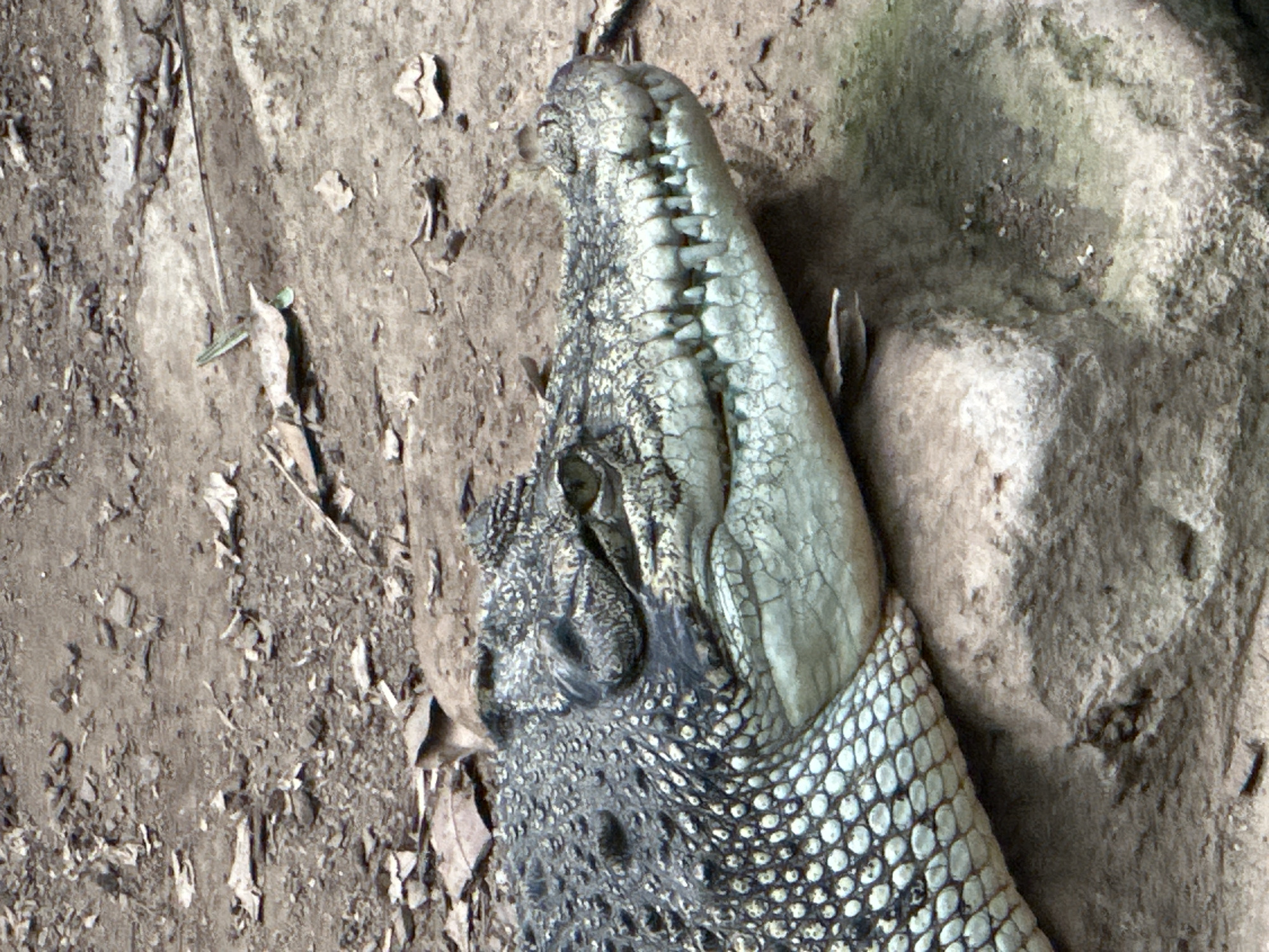 Crocodiles and chimps at Barcelona Zoo on a June afternoon