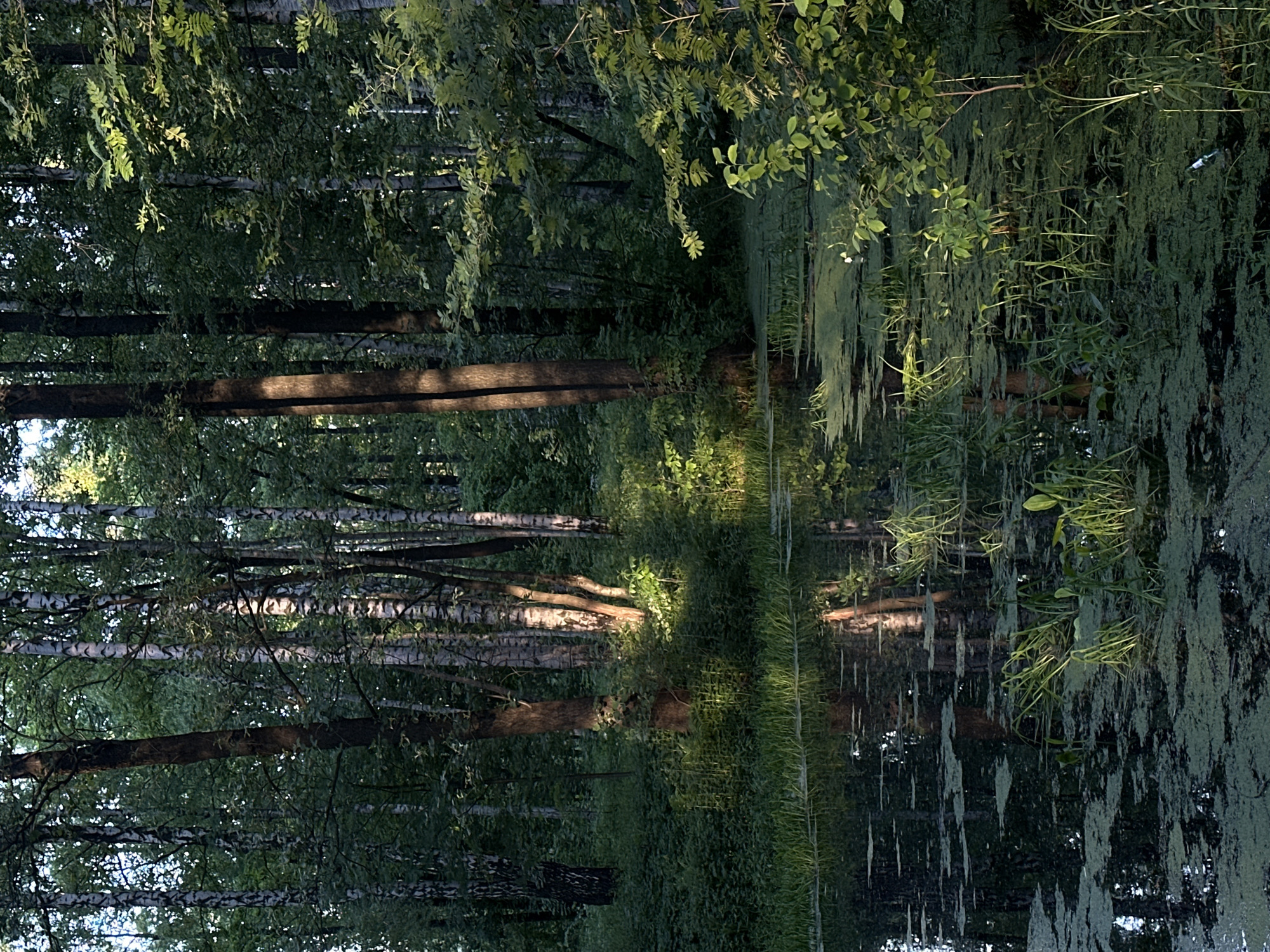 Forest-to-city walk documented through Saint Petersburg over 90 minutes