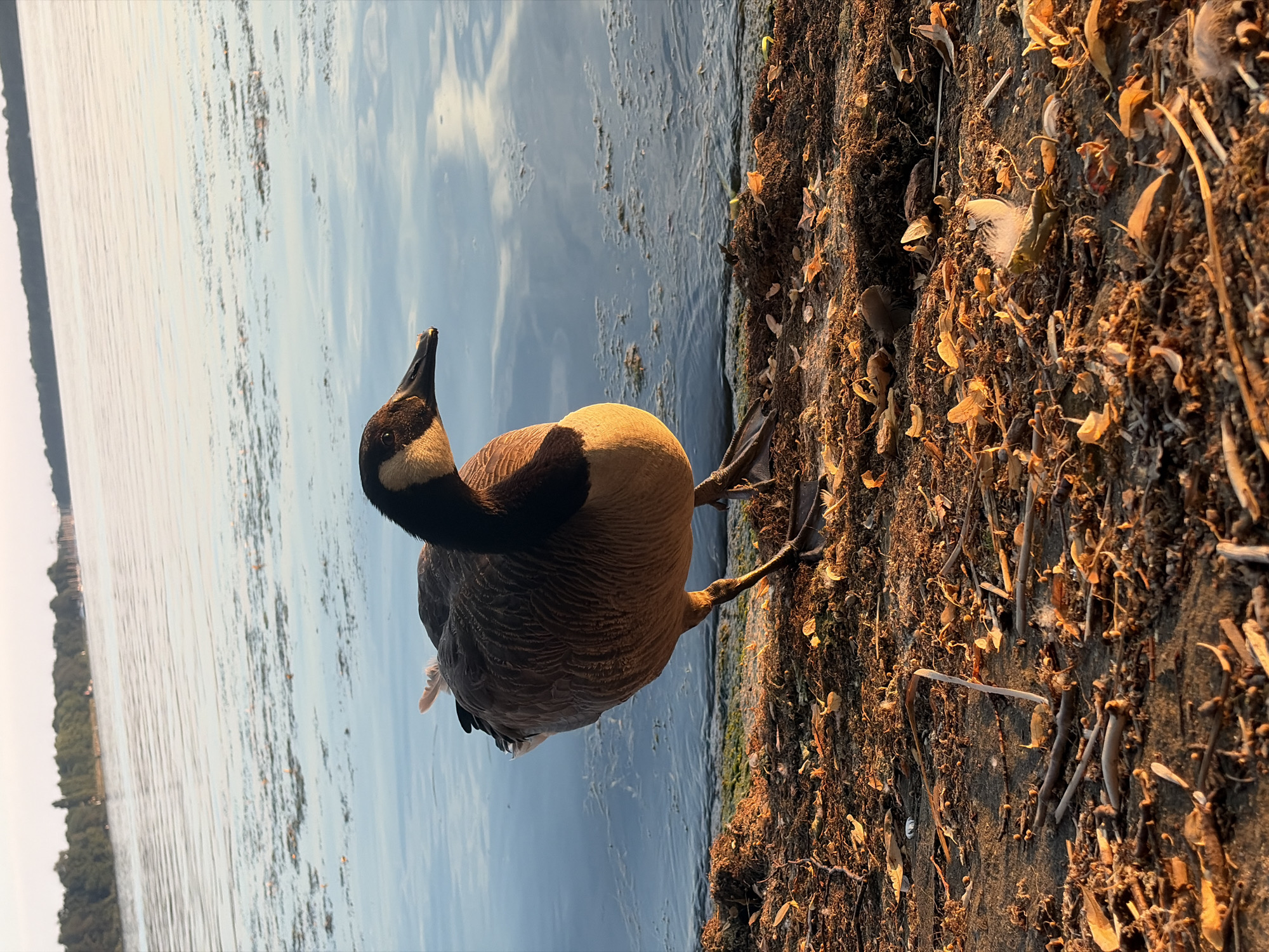 Canada goose strolling along a sandy shoreline